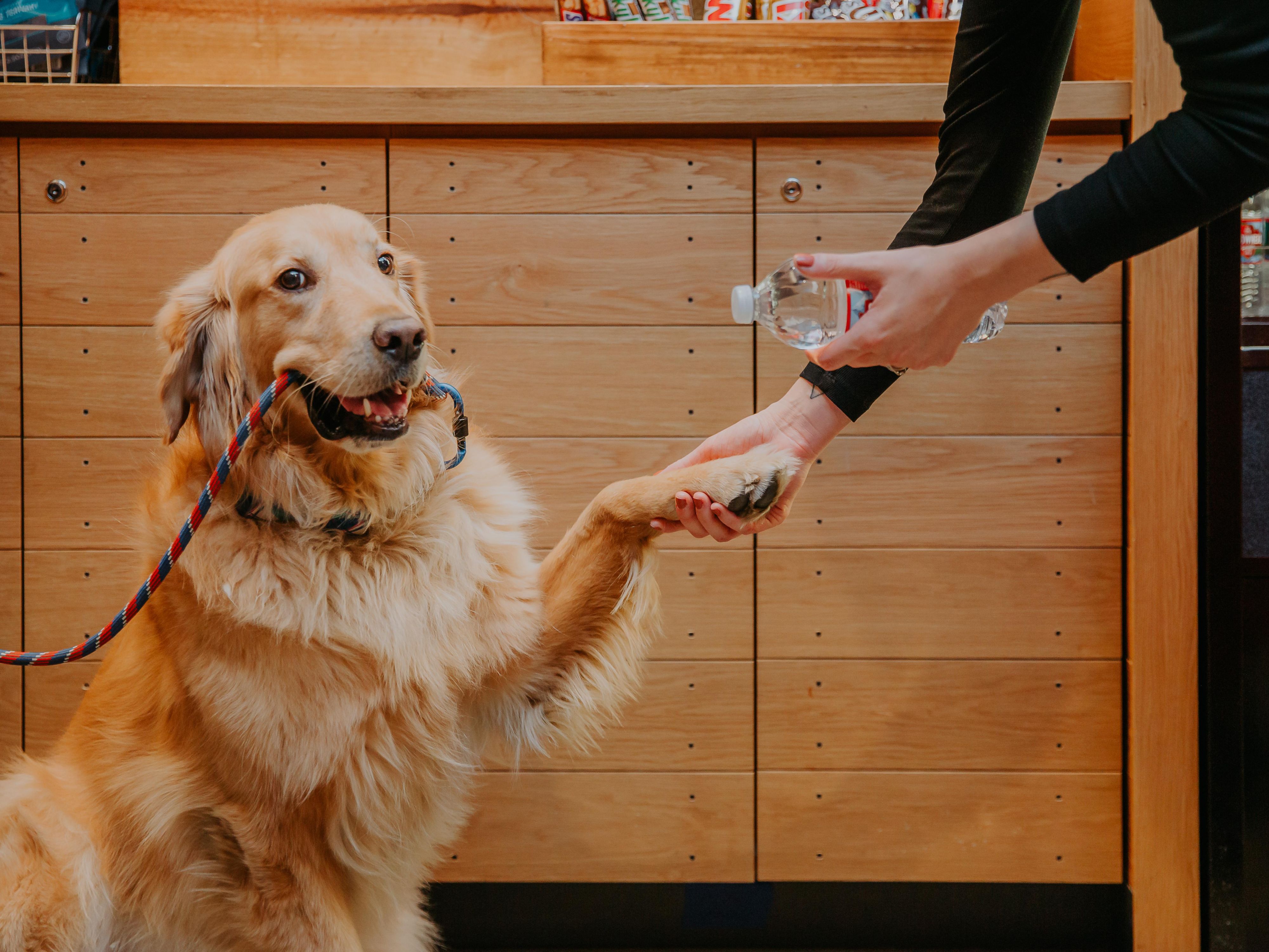 Pet Getaway