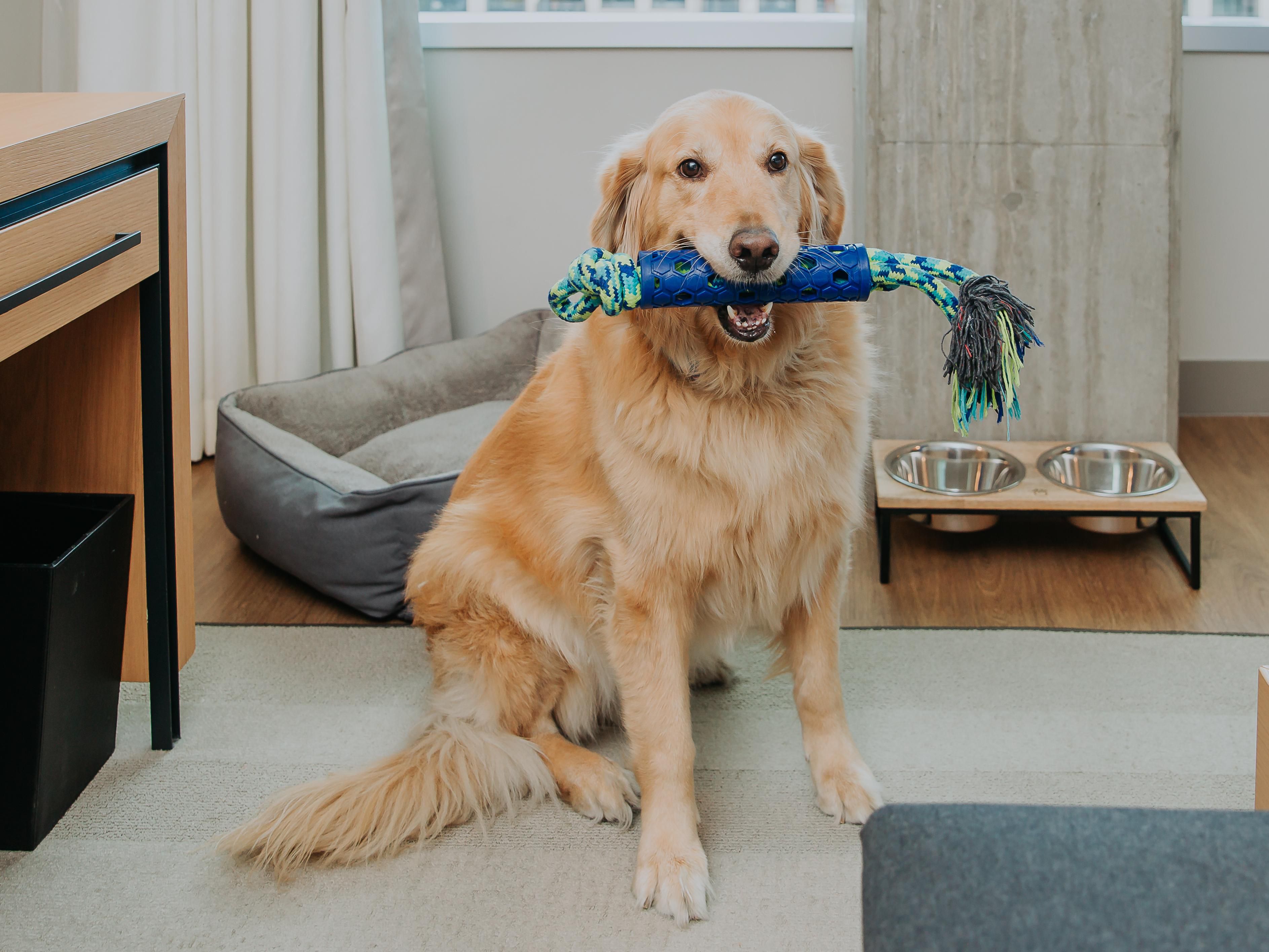 Pet Getaway