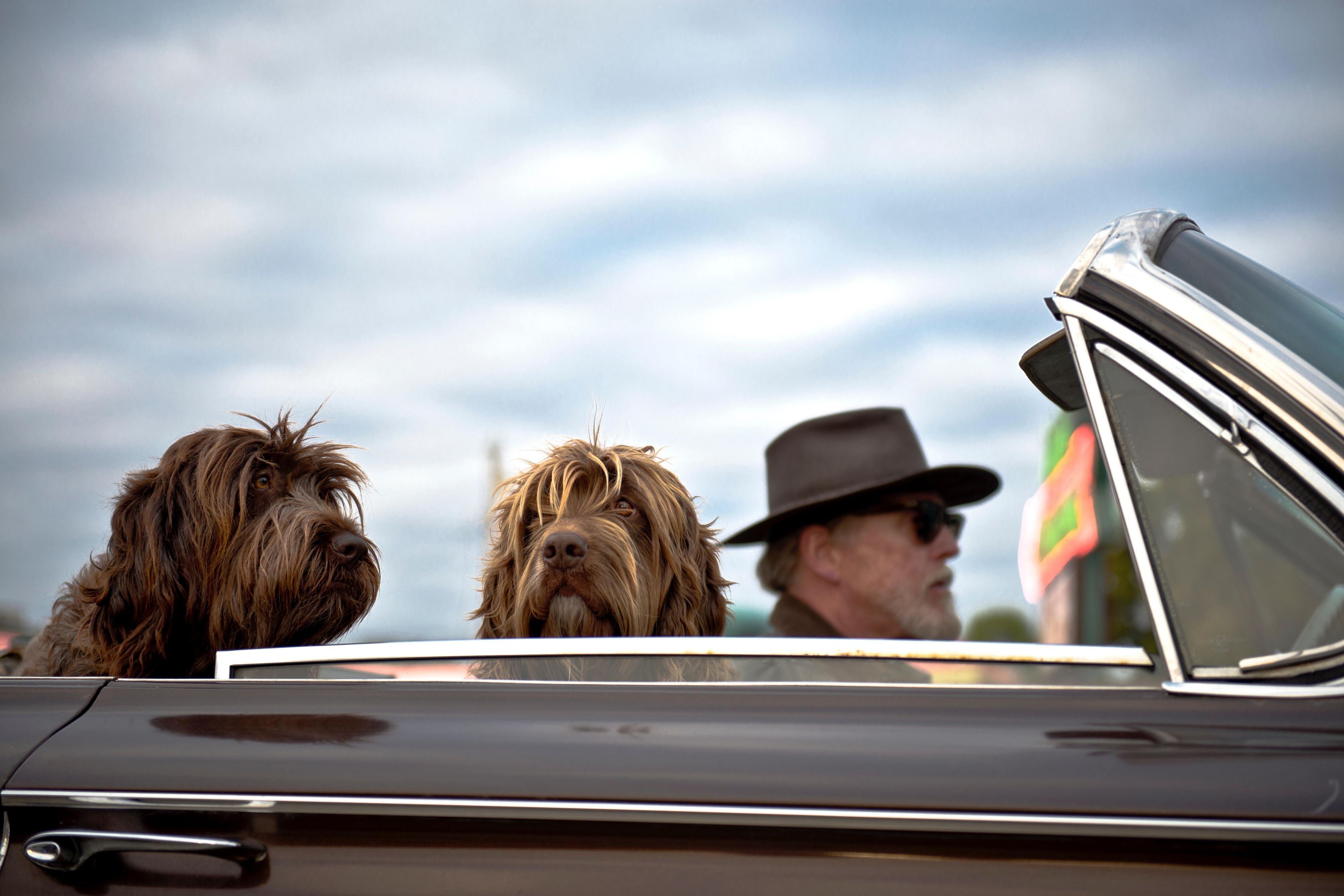 Take that business and leisure trip without leaving your best friend behind. Our pet friendly boutique hotel in downtown Detroit offers everything you need, including spacious rooms where you can relax with your pooch. We are also within walking distance of several dog-friendly parks and restaurants. We do ask for a $100.00 pet fee.