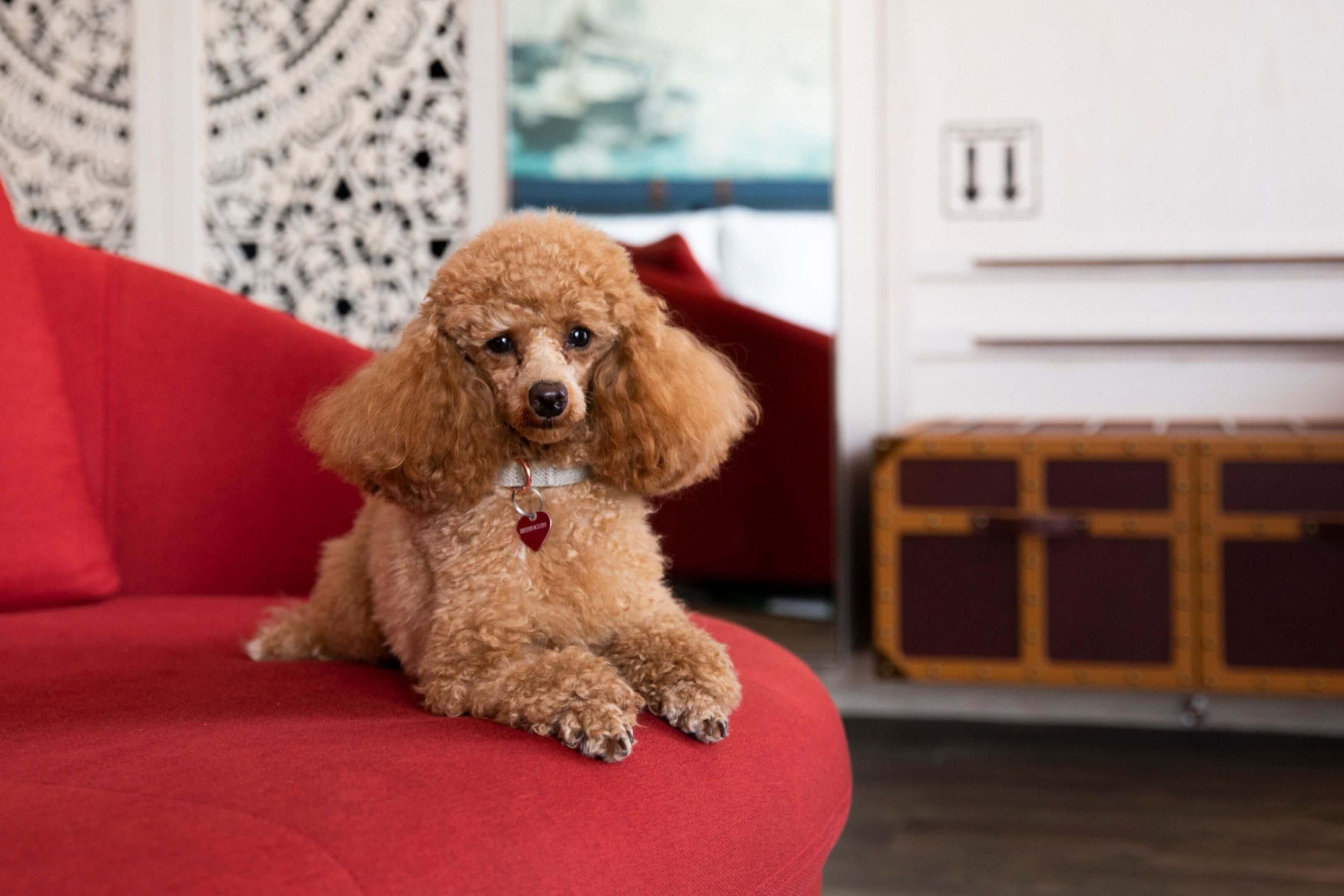 Enjoy a staycation with your four-legged bestie at our pet-friendly property in Downtown Dubai.

What are you waiting for? Grab your pooch and wag on to a staycation at Hotel Indigo Dubai Downtown this month.