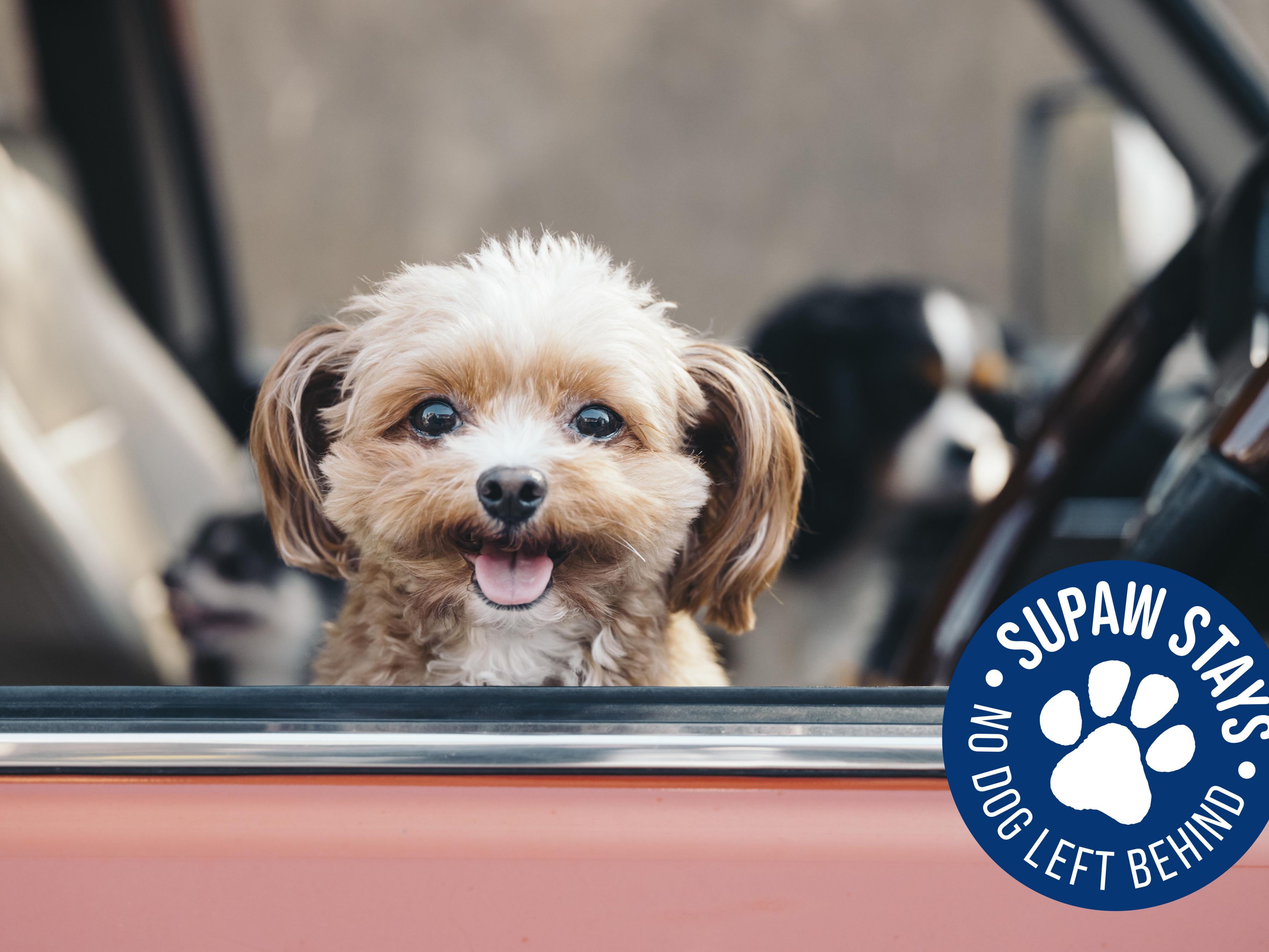 Bring your four-legged friend for a SuPaw Stay to our dog-friendly hotel in Edinburgh. For just an additional £15 per night which includes a pouch of SeaSnax treats. We’ve partnered up with Winston’s Doggy Day Care in Portobello so you can enjoy exploring whilst your dog plays. Bookings to be made direct via them. Discover more below.