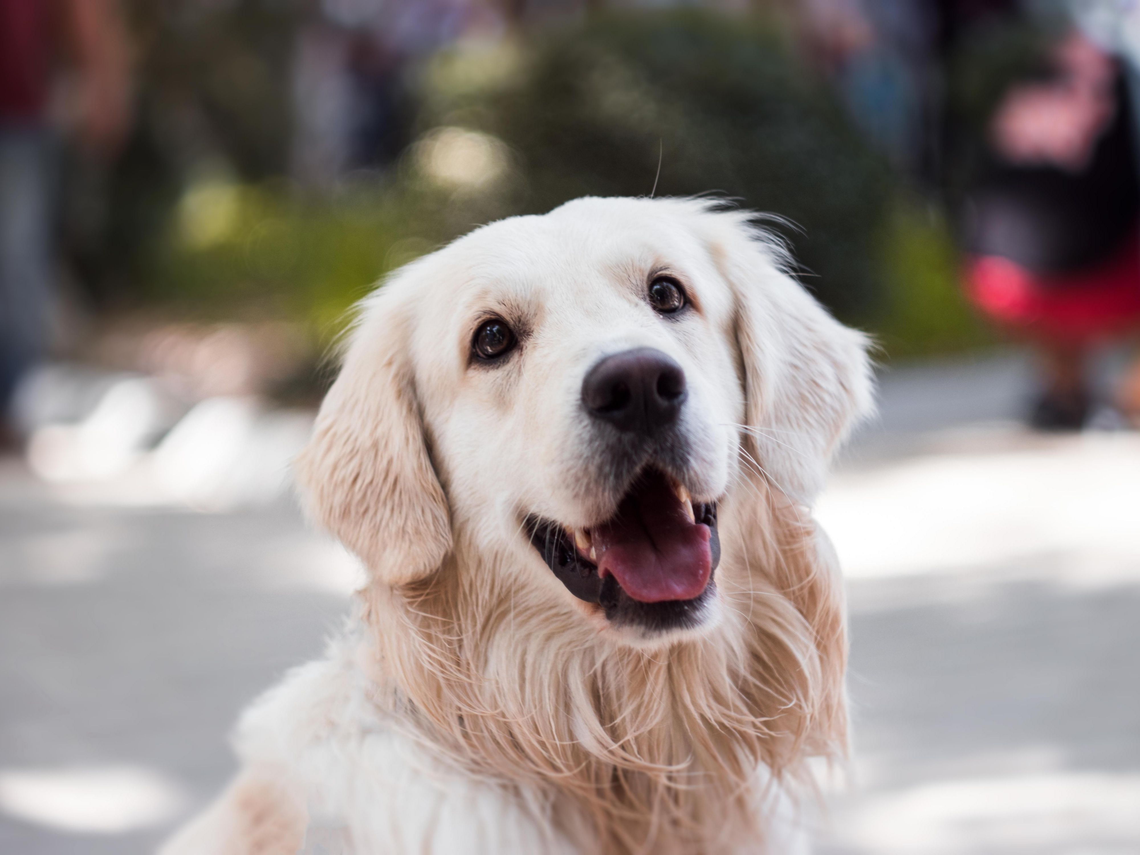 We know your pet is part of the family, especially when you're on the road. That's why we're not just pet-friendly, but pet preferred. Our hotel rolls out the red carpet for your fur baby. 