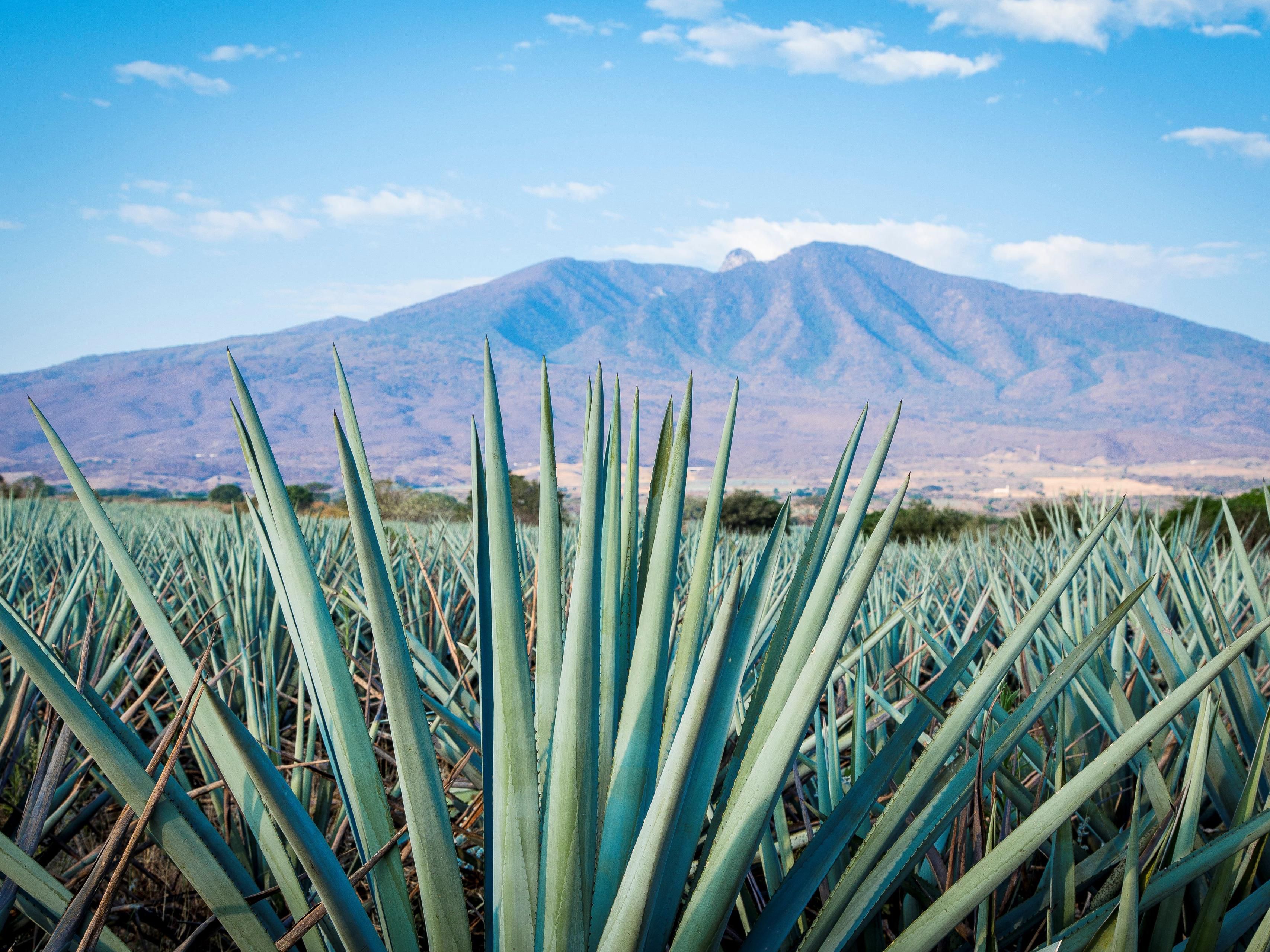 Discover the charm of Tequila, Jalisco, just a short drive away
