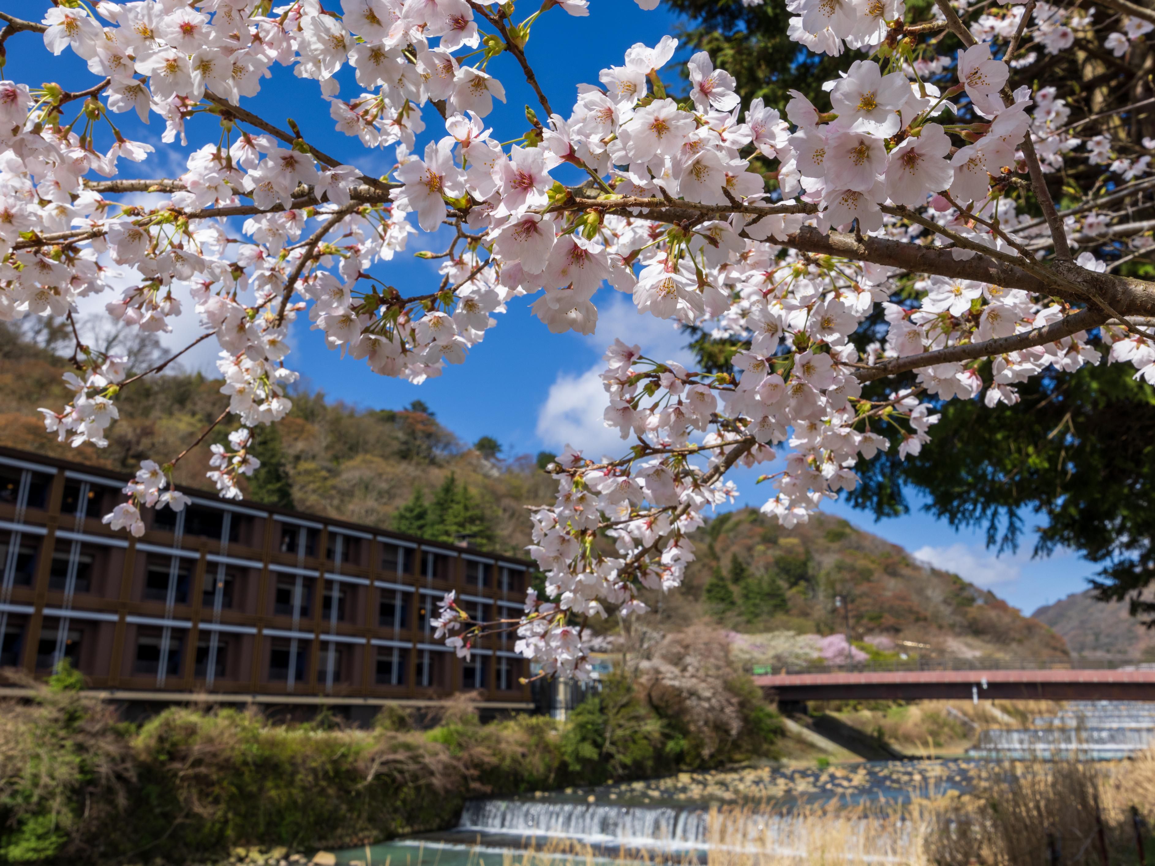Hotel Exterior Sakura