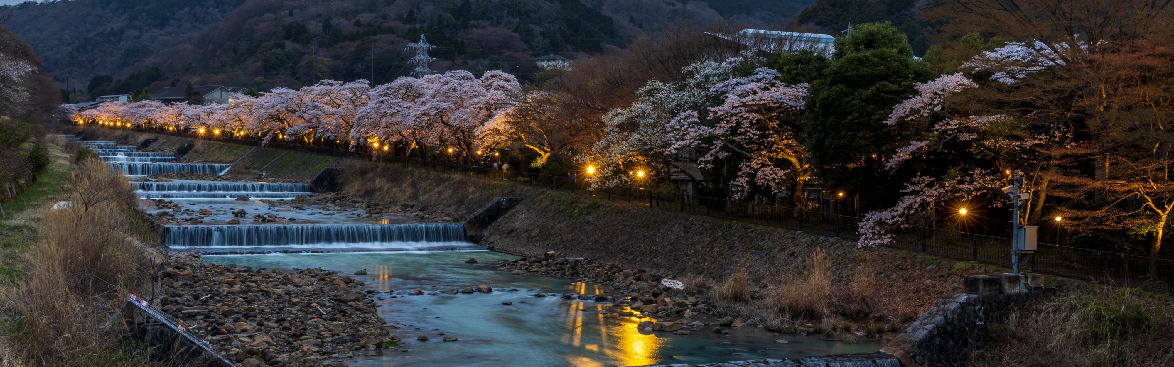 Sakura Spring Light up