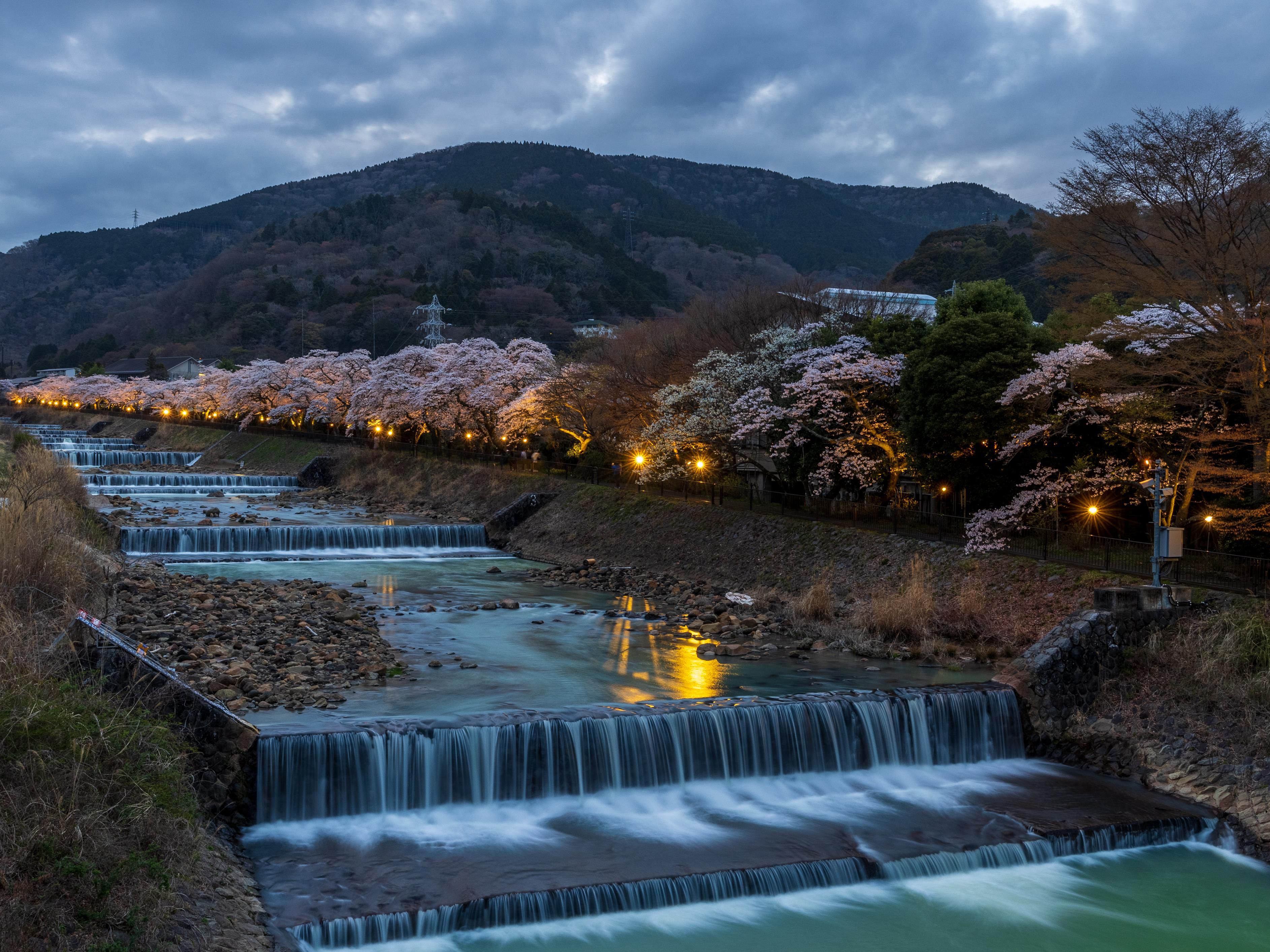 Sakura Spring Light up