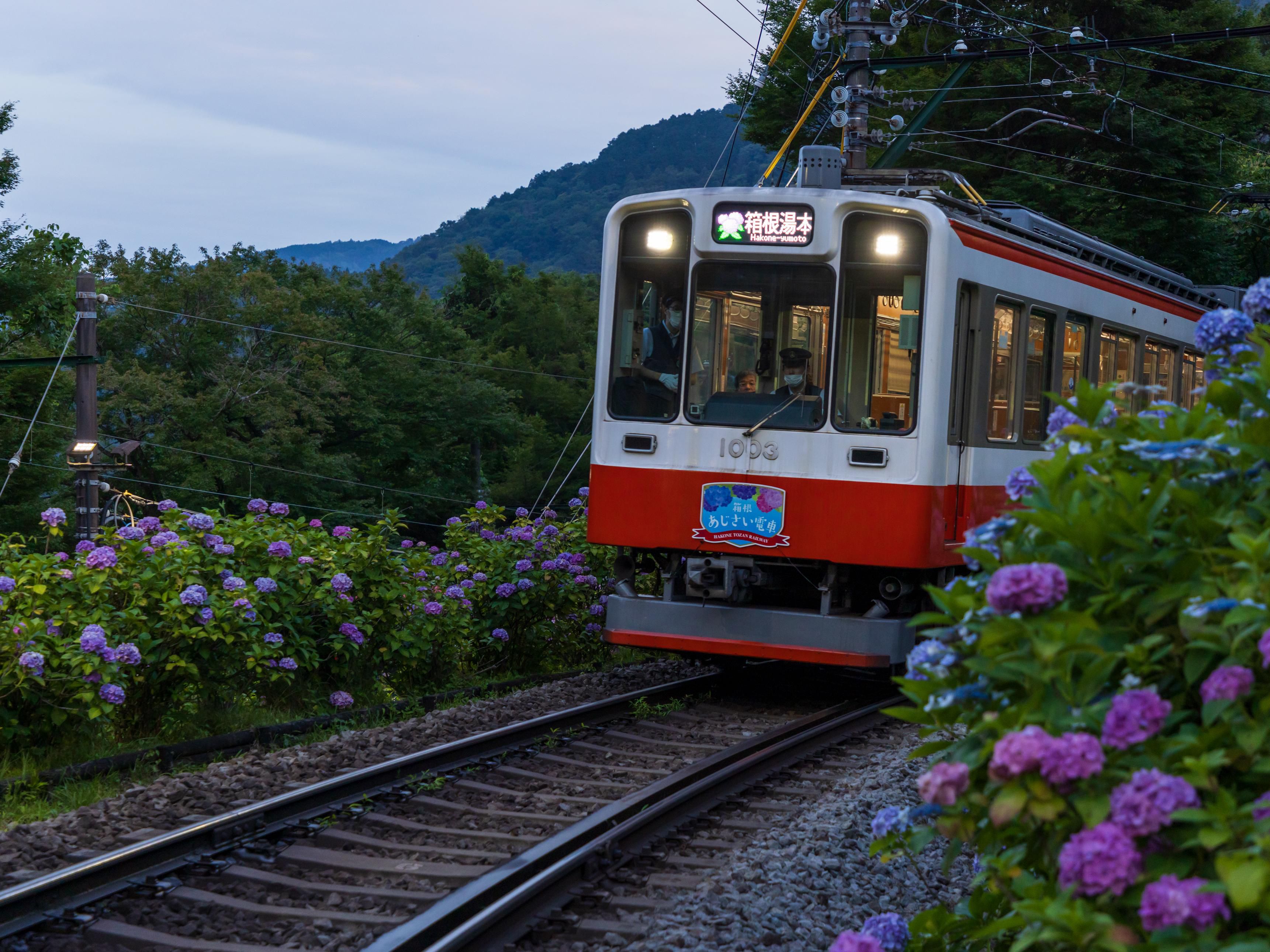 Neighbourhood attraction - Hydrangea train