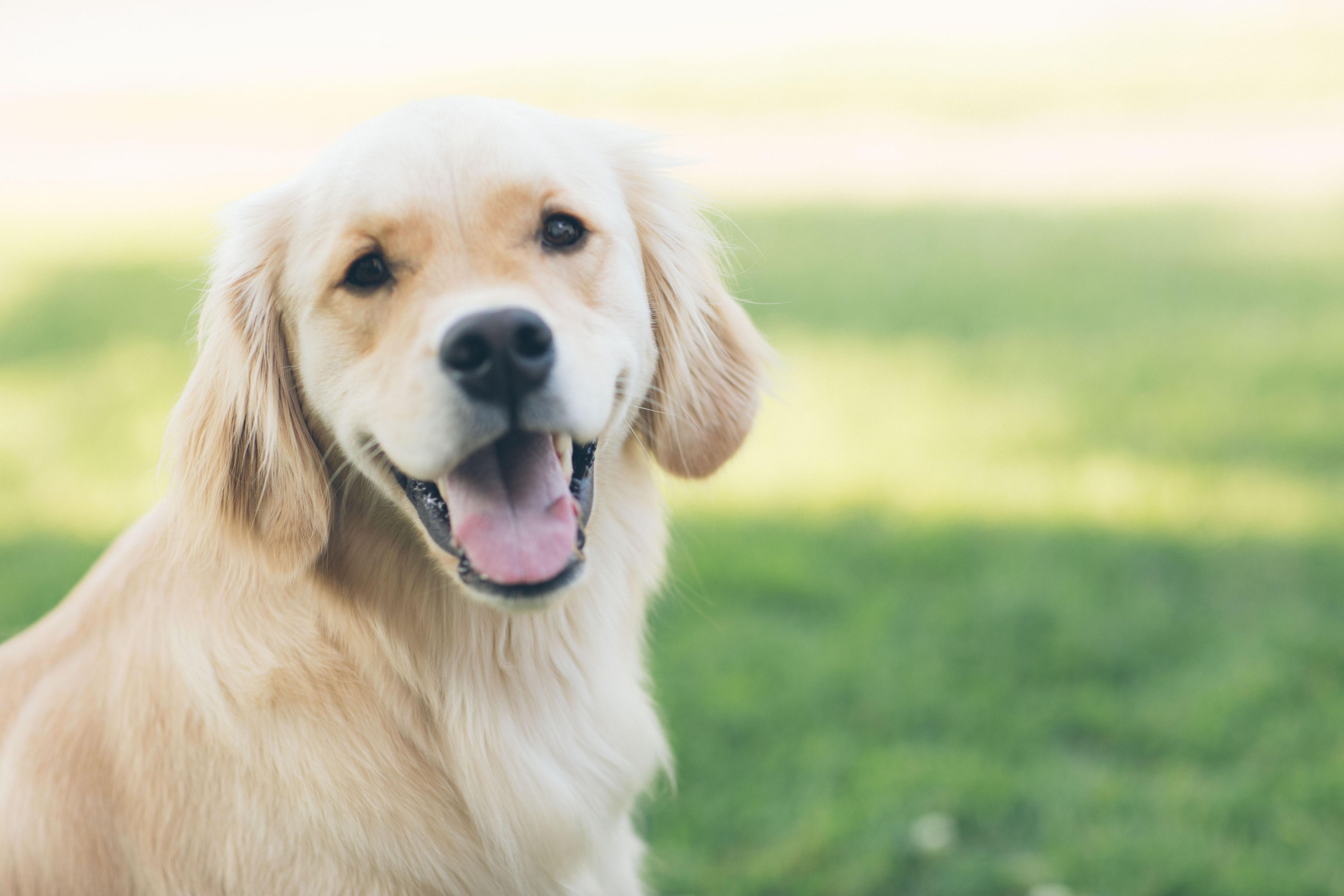 We know your pet is part of the family, especially when you are on the road. That is why we are not just pet friendly but we are pet preferred. Our pet friendly boutique hotel rolls out the red carpet for your fur baby, there is a one time $75 non refundable pet fee. 