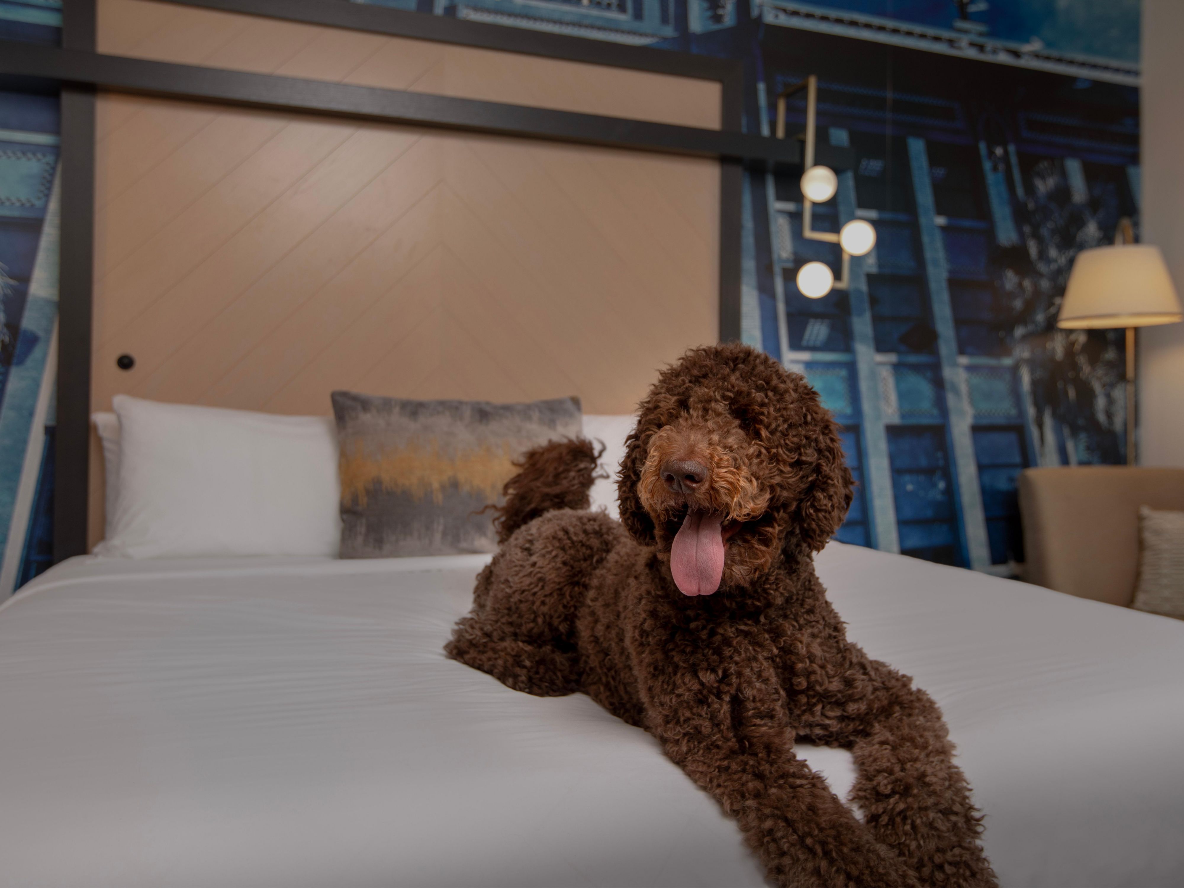 dog in hotel bed