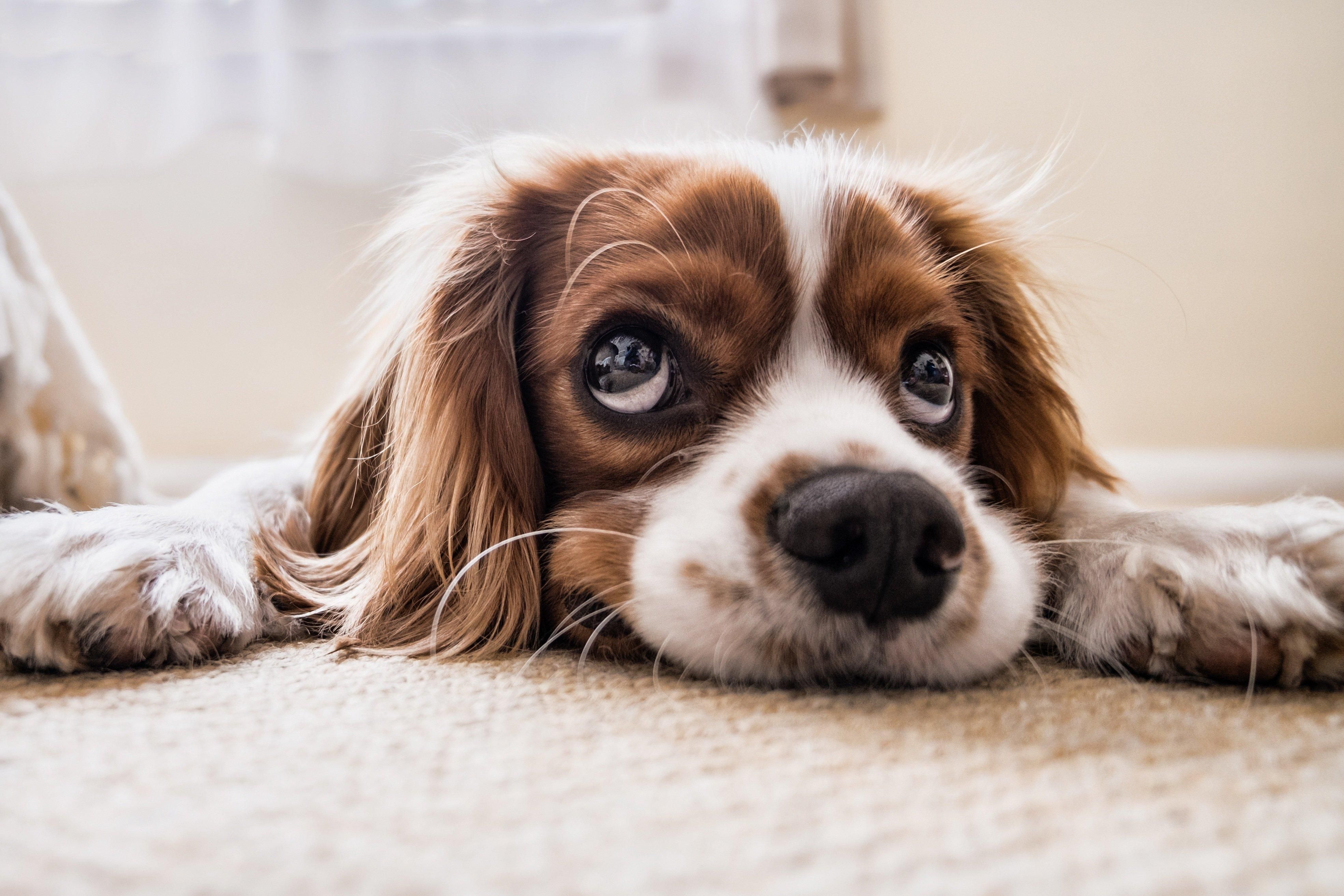 The Hotel Indigo brand is pet-friendly and we offer our PAW-some guests a warm welcome! A $75 pet fee applies per stay and there is a lovely green lawn on the lake for refreshing walks with the pup you love. We have many dog-friendly businesses in the area to recommend to make your stay complete.