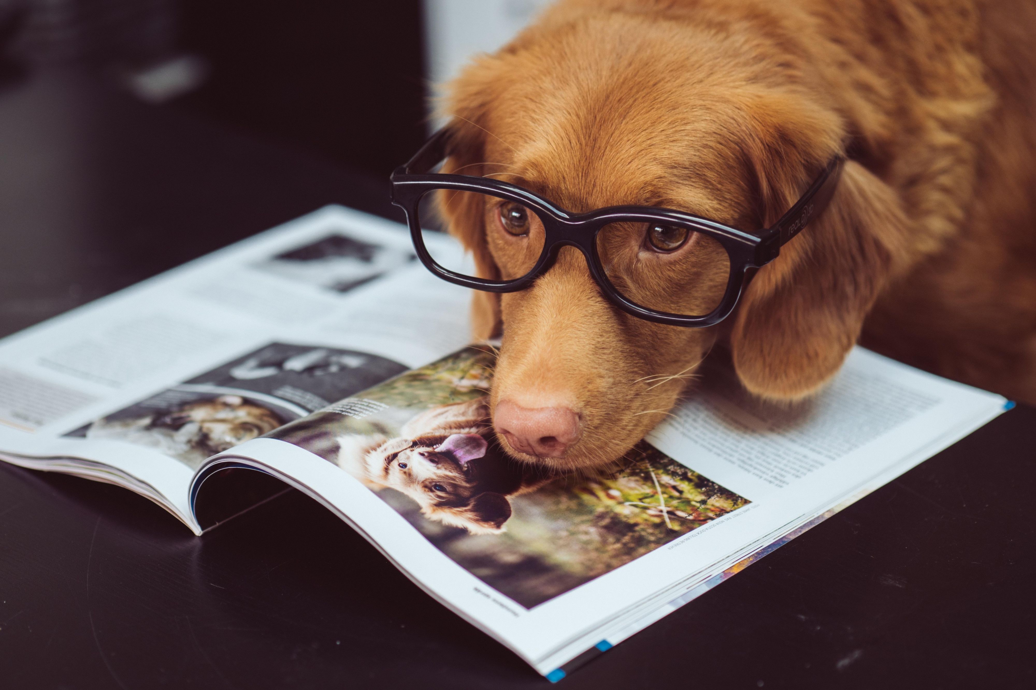 Pets are always welcome. Call to book.