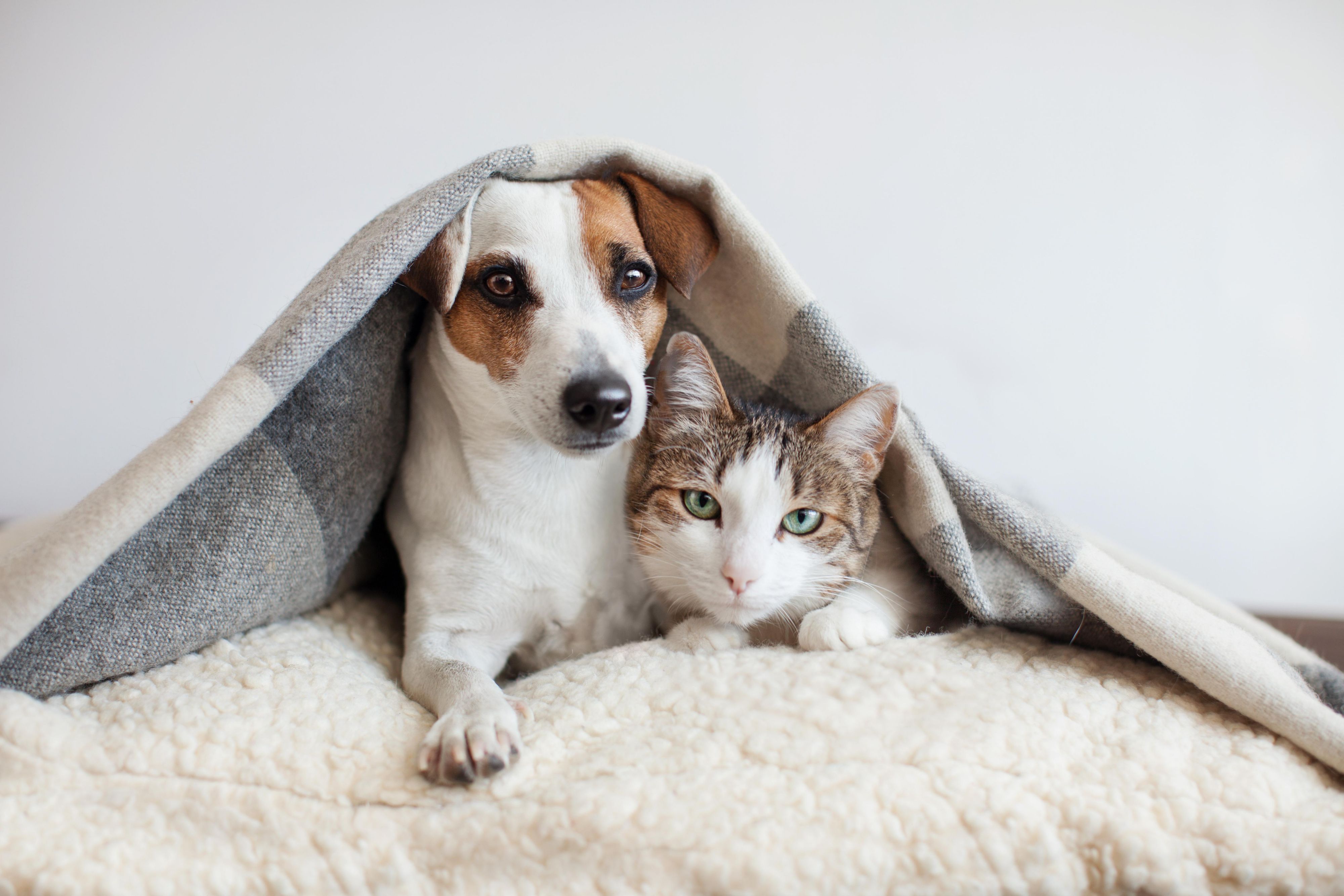 Don't leave your pet at home -  pets are family! The Hotel Indigo Kansas City Downtown is a pet friendly hotel!