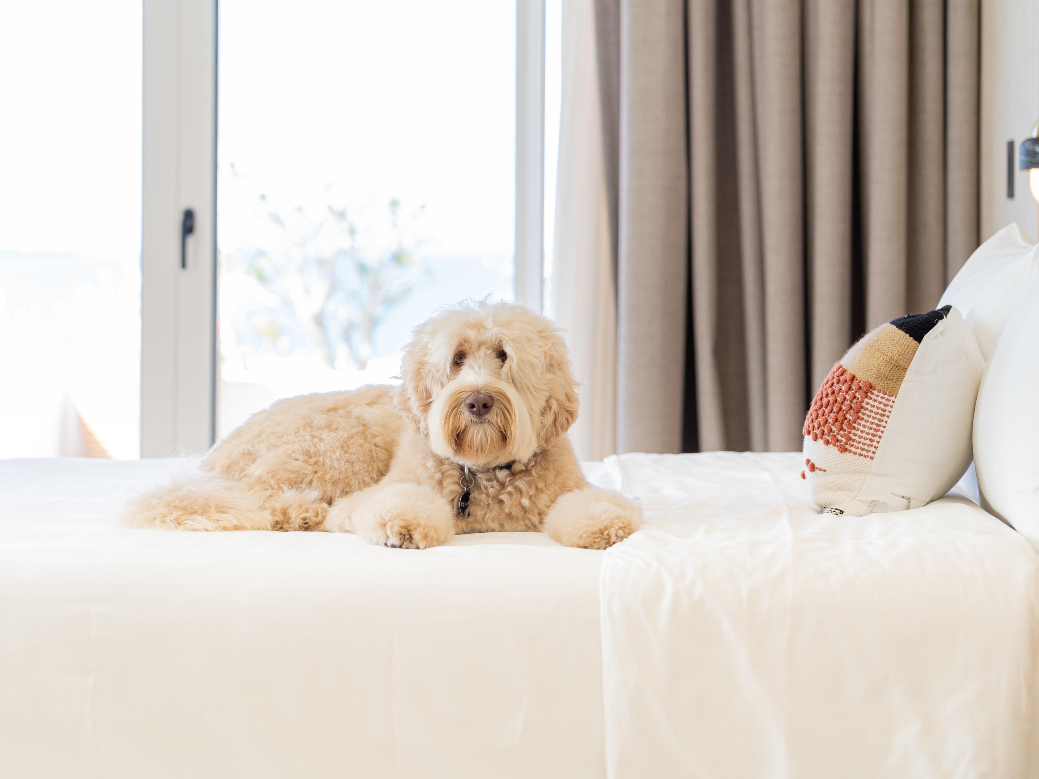 Hotel Indigo La Paz Puerta Cortés ¡recibe a tu amigo peludo con los brazos abiertos! Como hotel pet-friendly, contamos con alojamiento cómodo para vos y tu mascota. Pasea por senderos, parques y por el centro con tu mascota; luego de esto vuelvan juntos a un ambiente cálido y confortable.