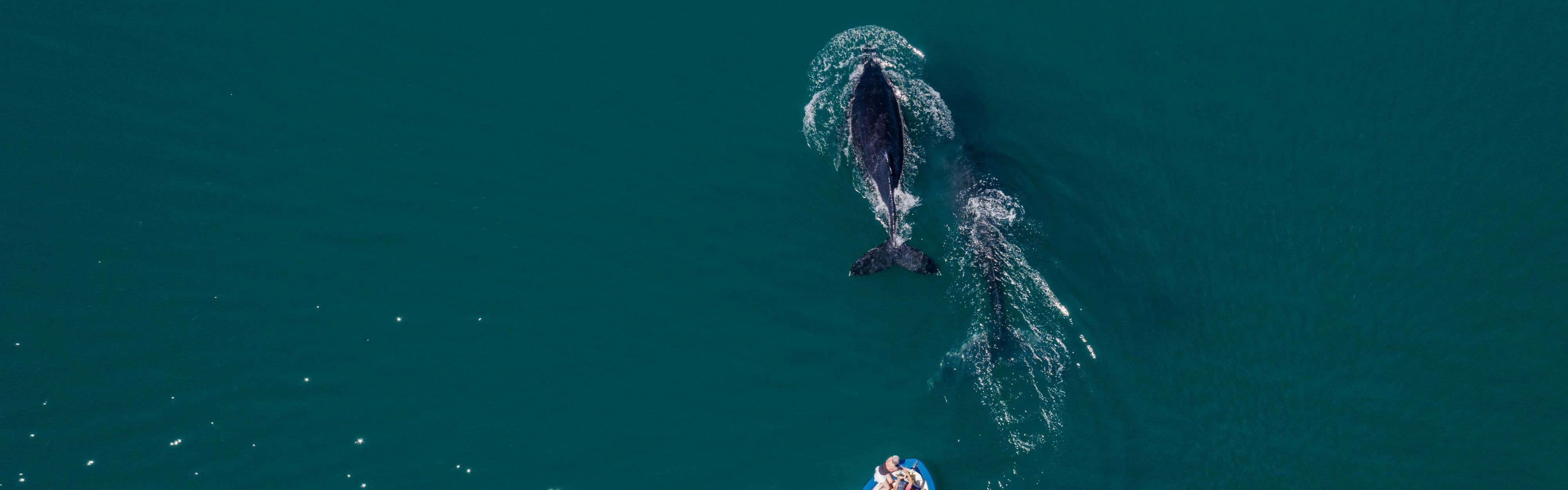 Whales in the ocean