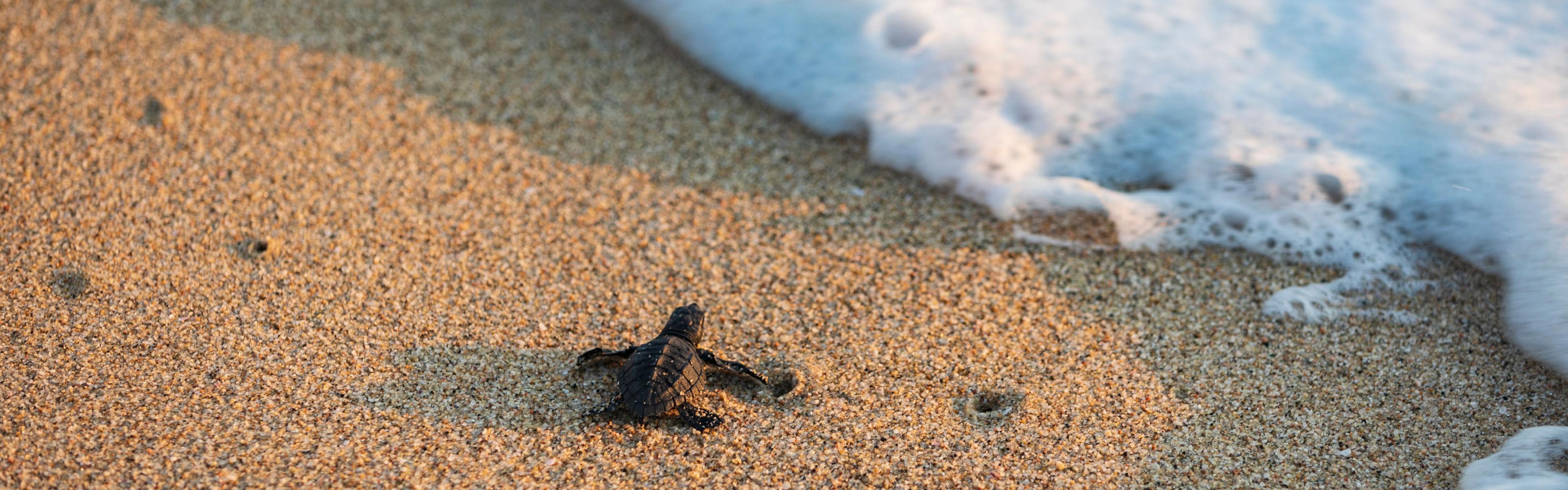 turtle in the sand