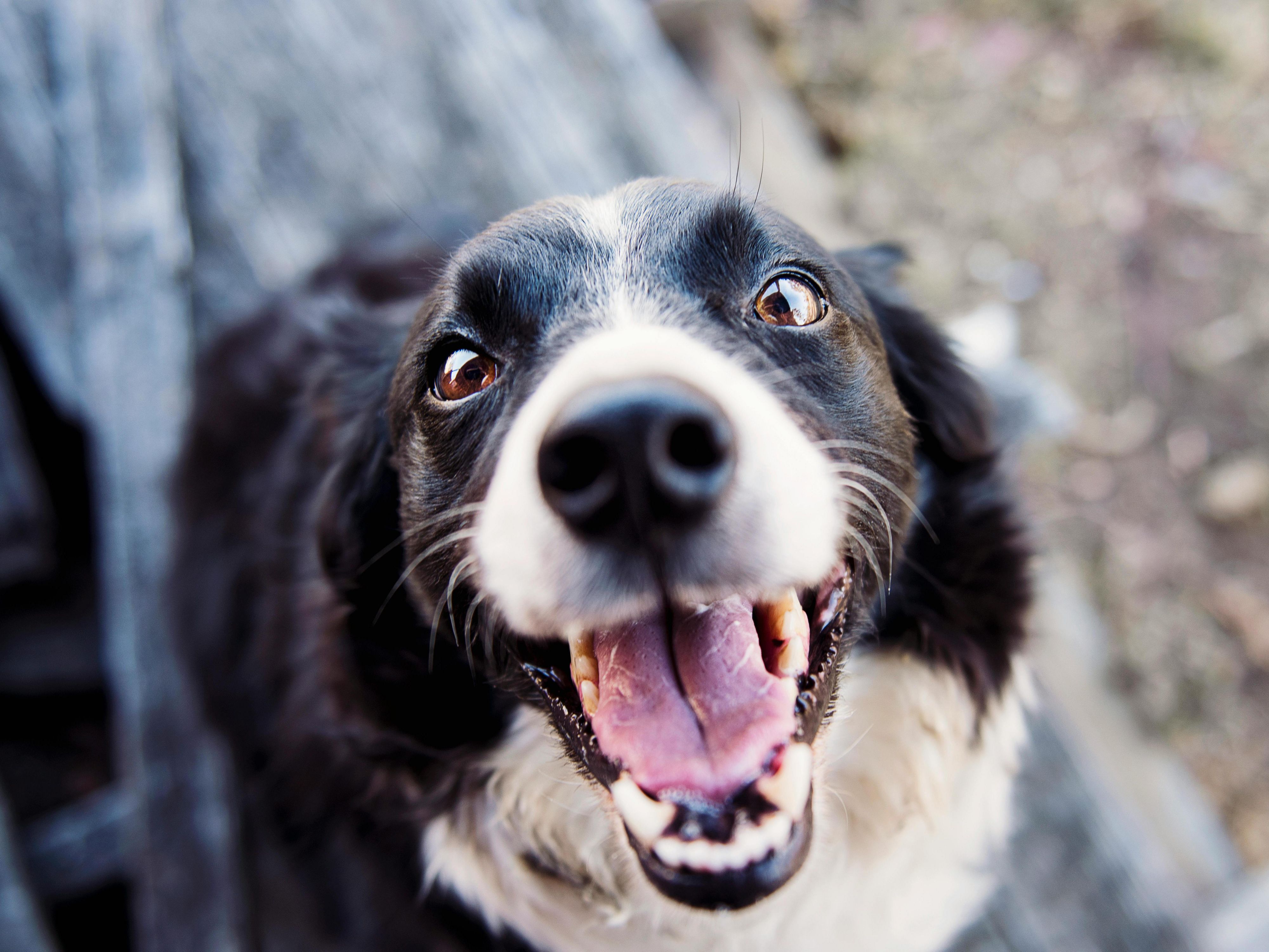 Los perros son parte de la familia y son más que bienvenidos en nuestro hotel. Con cafés locales que admiten perros y espacios verdes como Spa Fields Park cerca, es fácil explorar Clerkenwell y más allá con tu cachorro a tu lado.