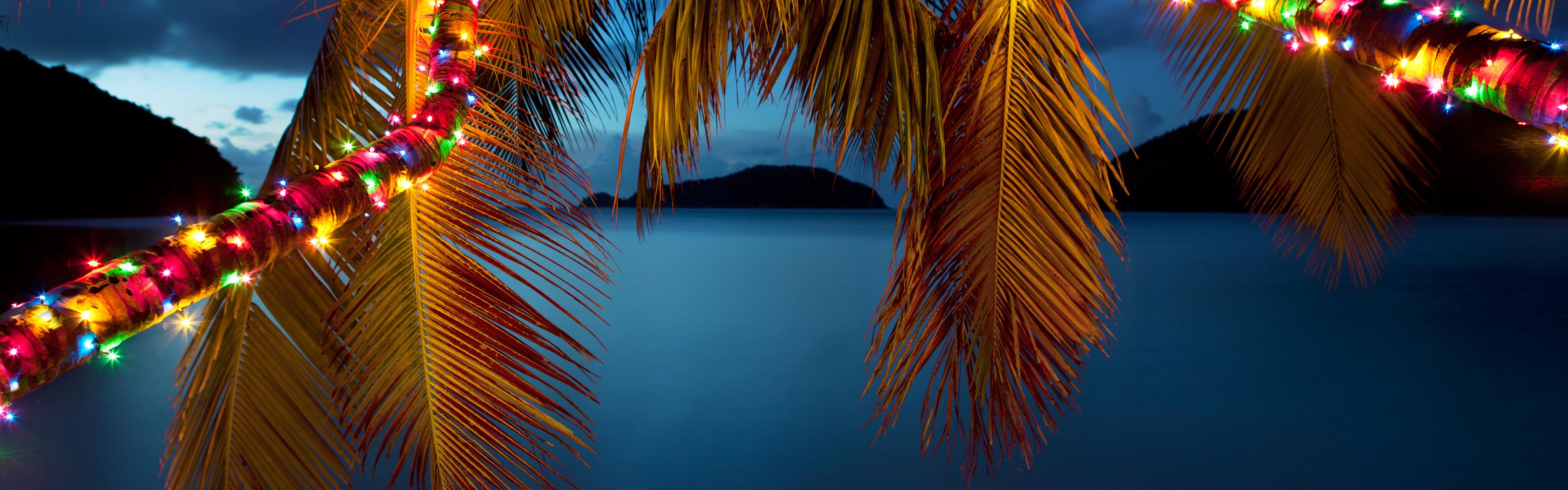 Christmas Lights on Palm Tree