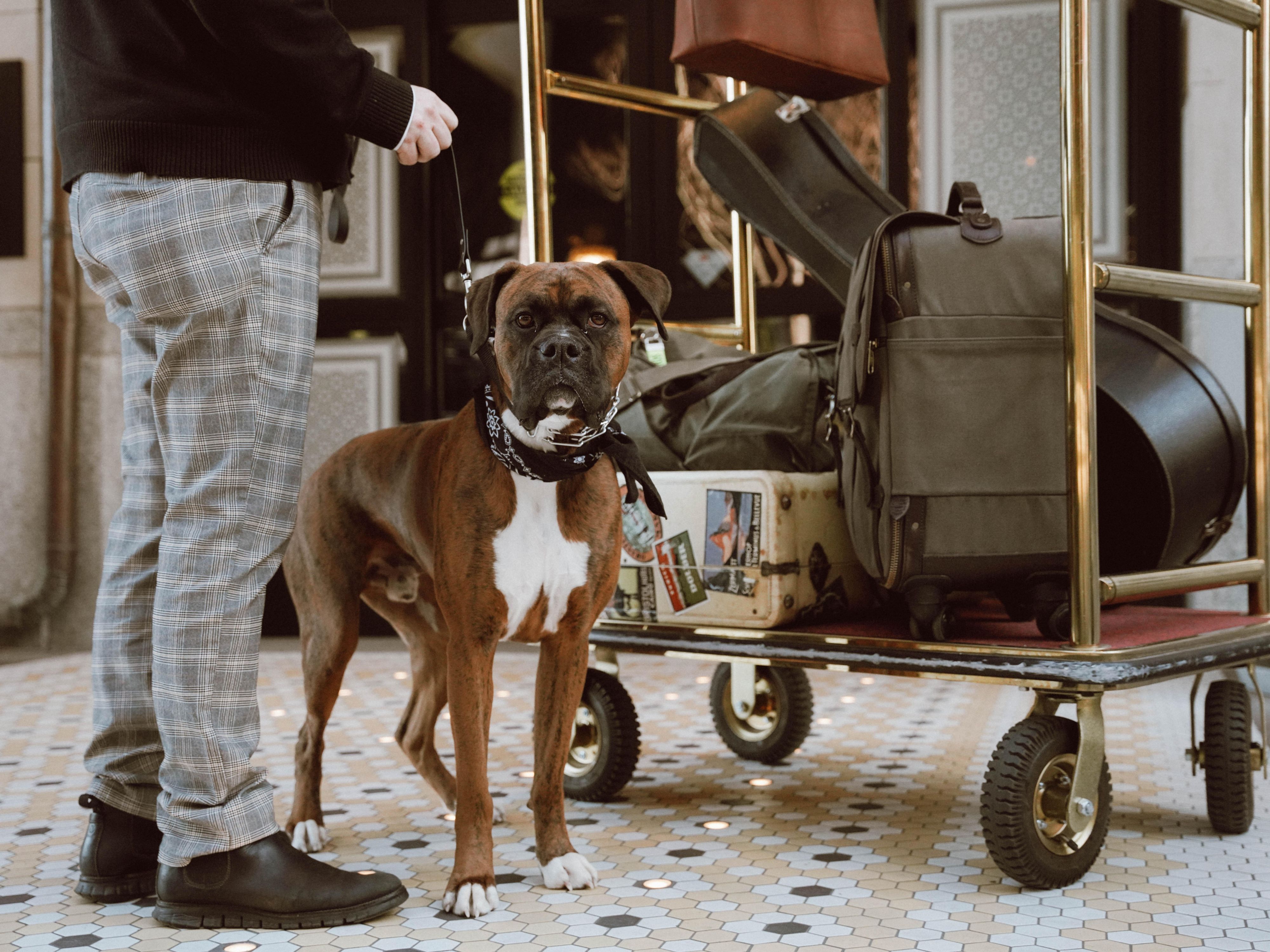 dog in a hotel