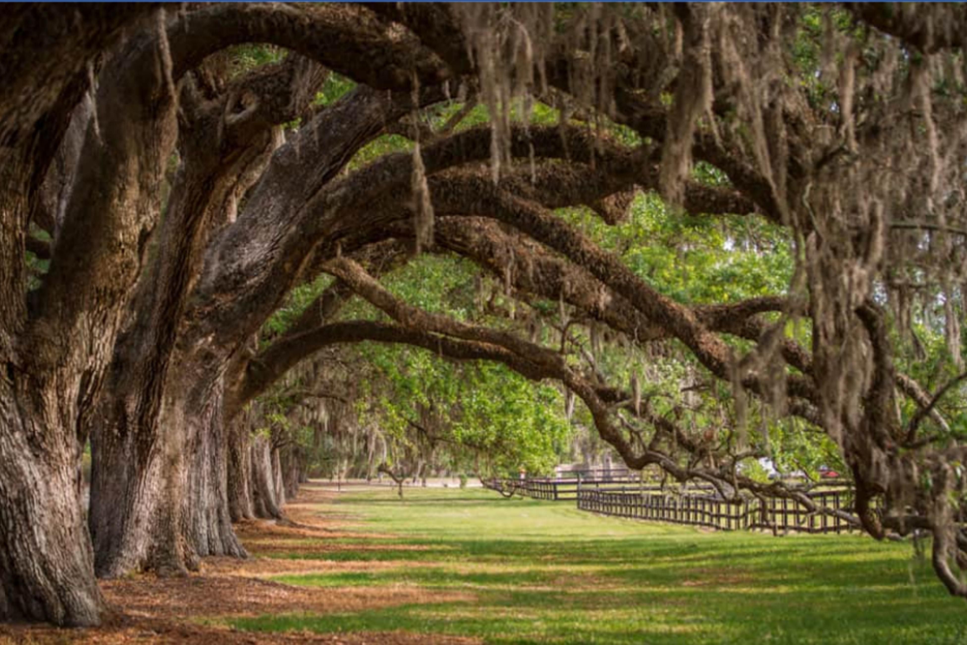 Boone Hall Plantation is one of America's oldest working plantations, continually growing crops for over 320 years.  The antebellum era plantation includes a large colonial revival plantation house, several flower gardens and the historic Avenue of Oaks.