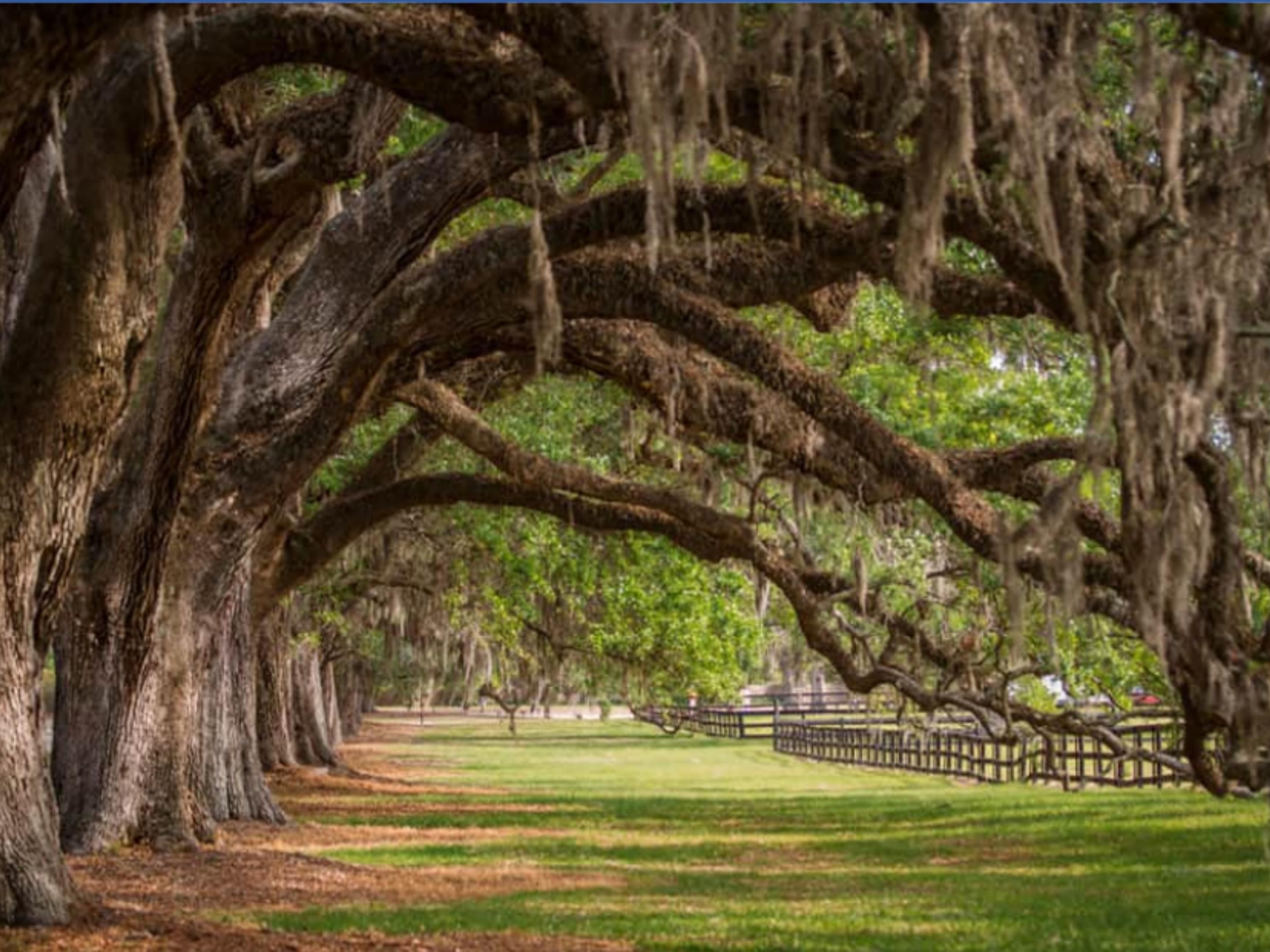 Boone Hall Plantation is one of America's oldest working plantations, continually growing crops for over 320 years. The antebellum era plantation includes a large colonial revival plantation house, several flower gardens and the historic Avenue of Oaks.