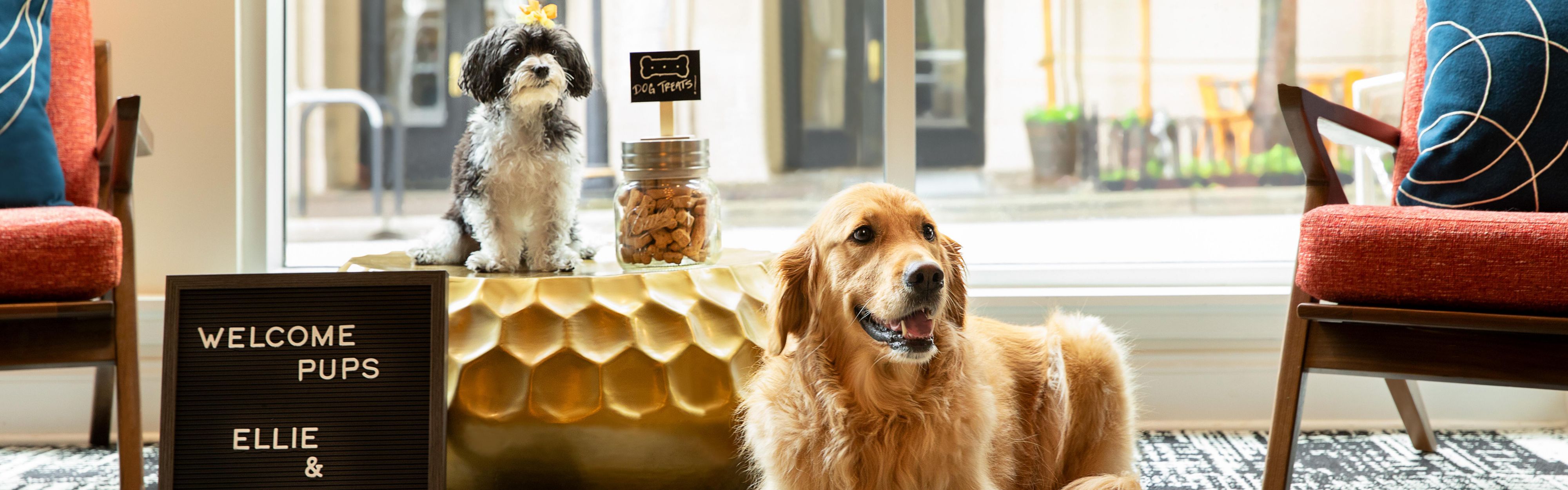 dogs in hotel lobby