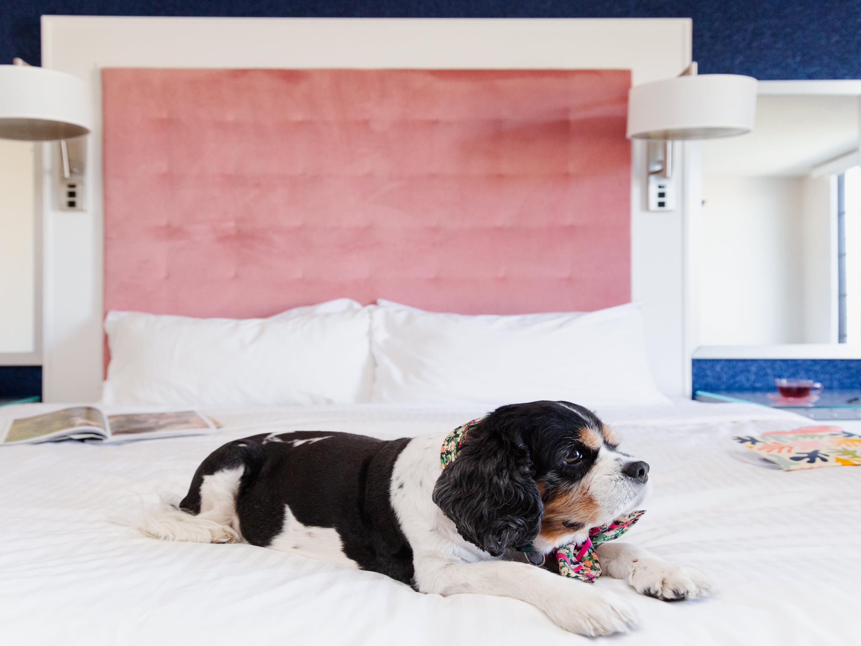 dog in hotel bed
