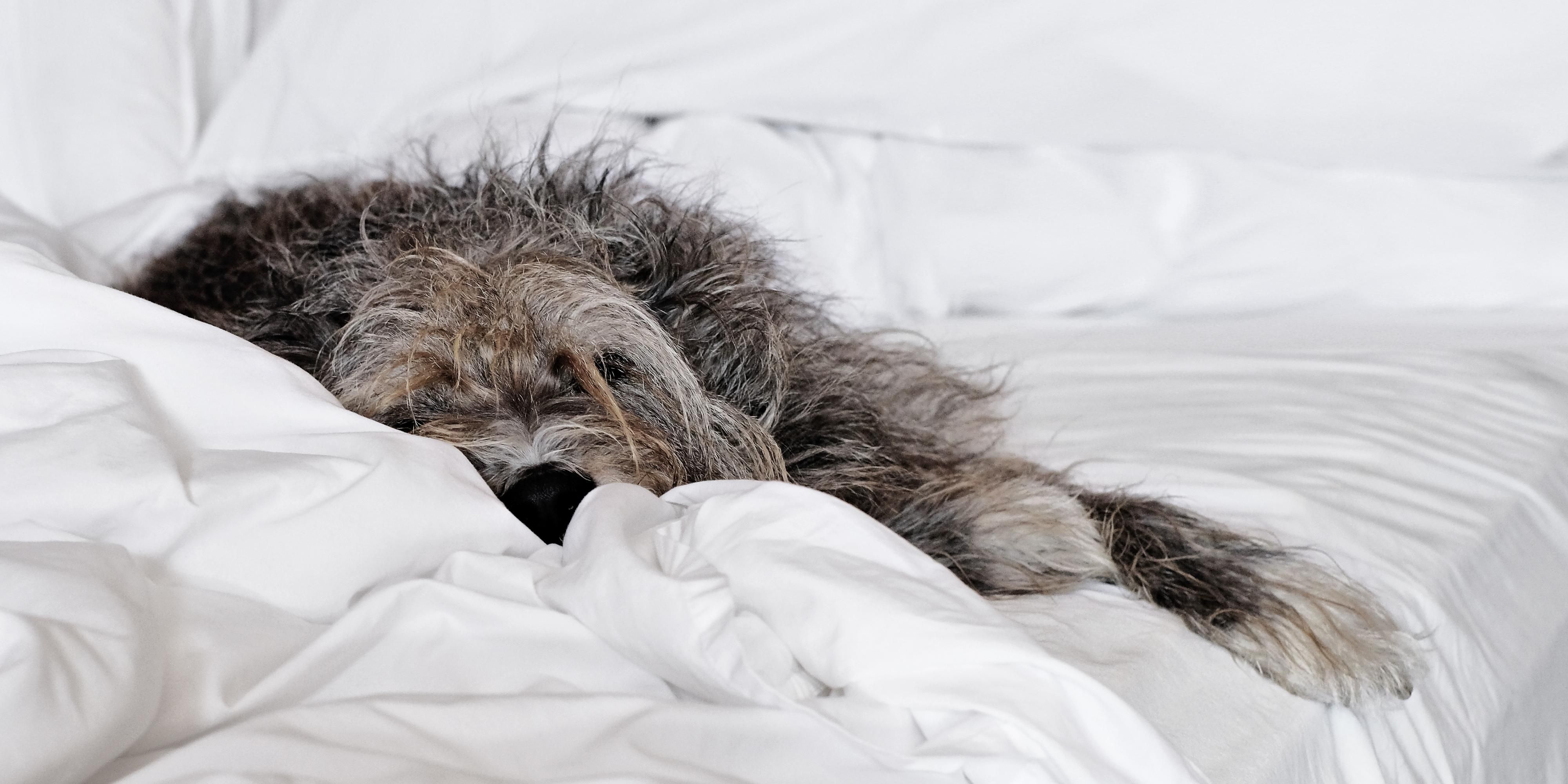 dog in hotel bed