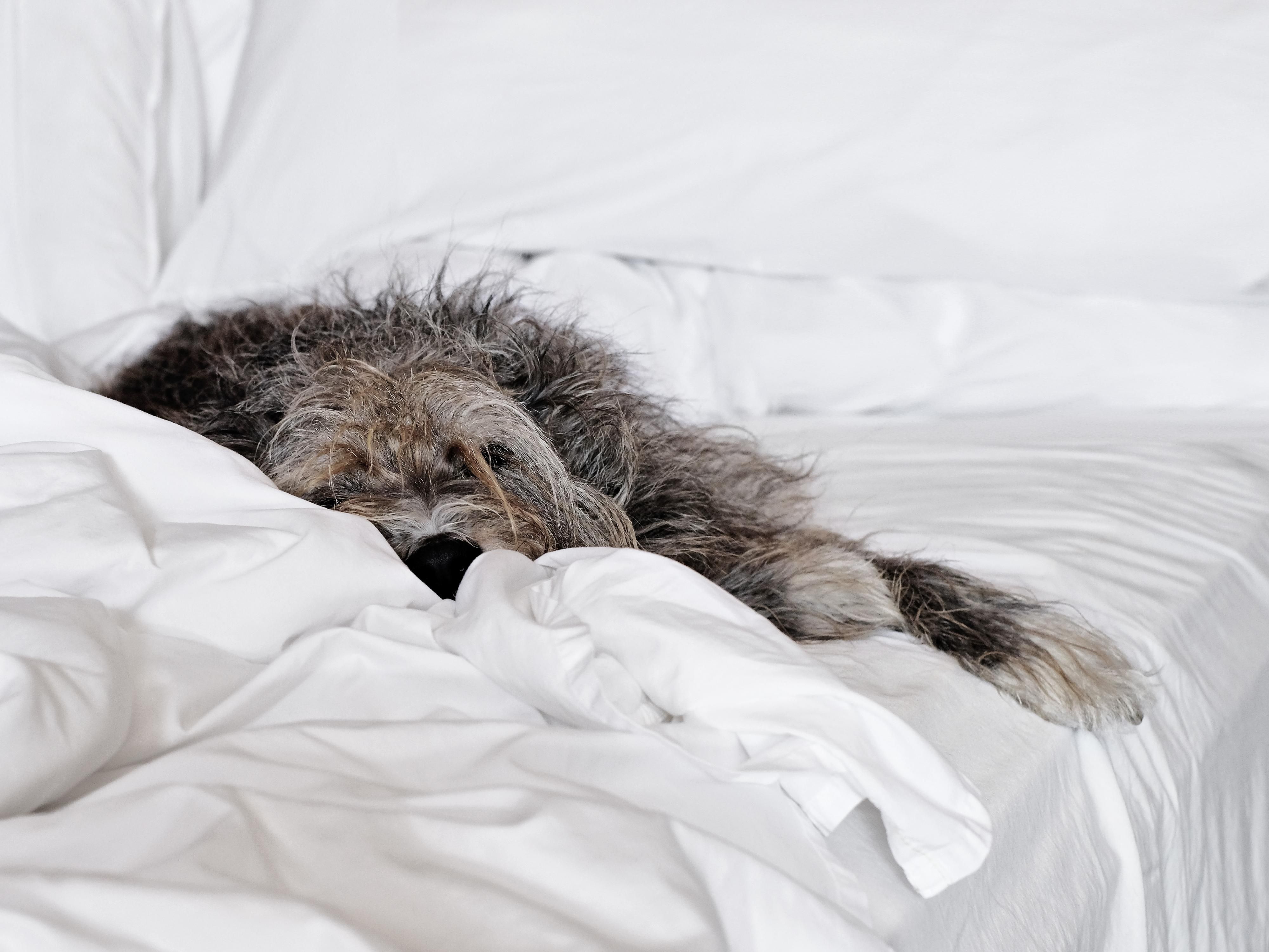 Dog sleeping on guest room bed 