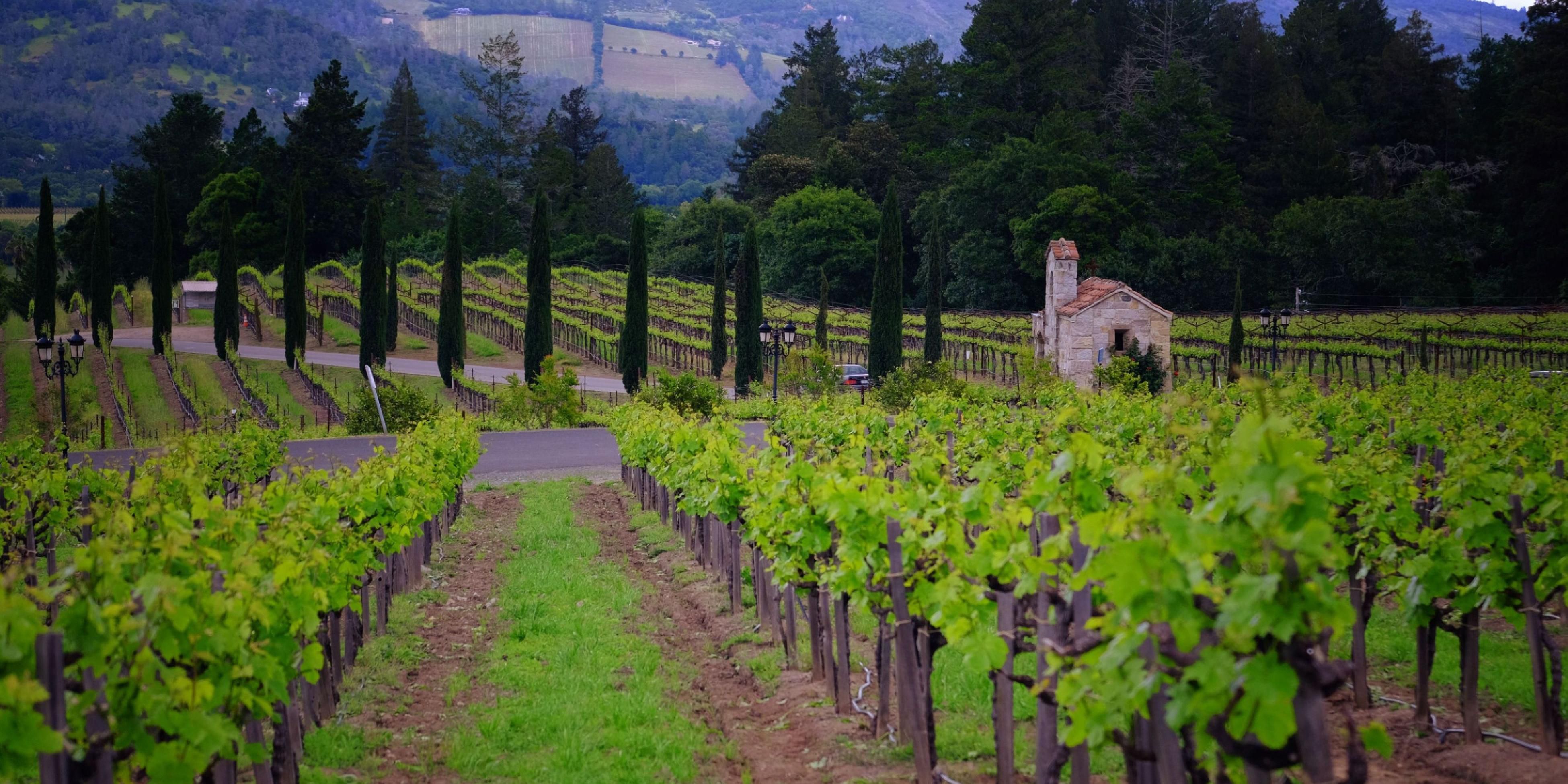 Take in the beautiful scenery of Napa's renowned wineries.