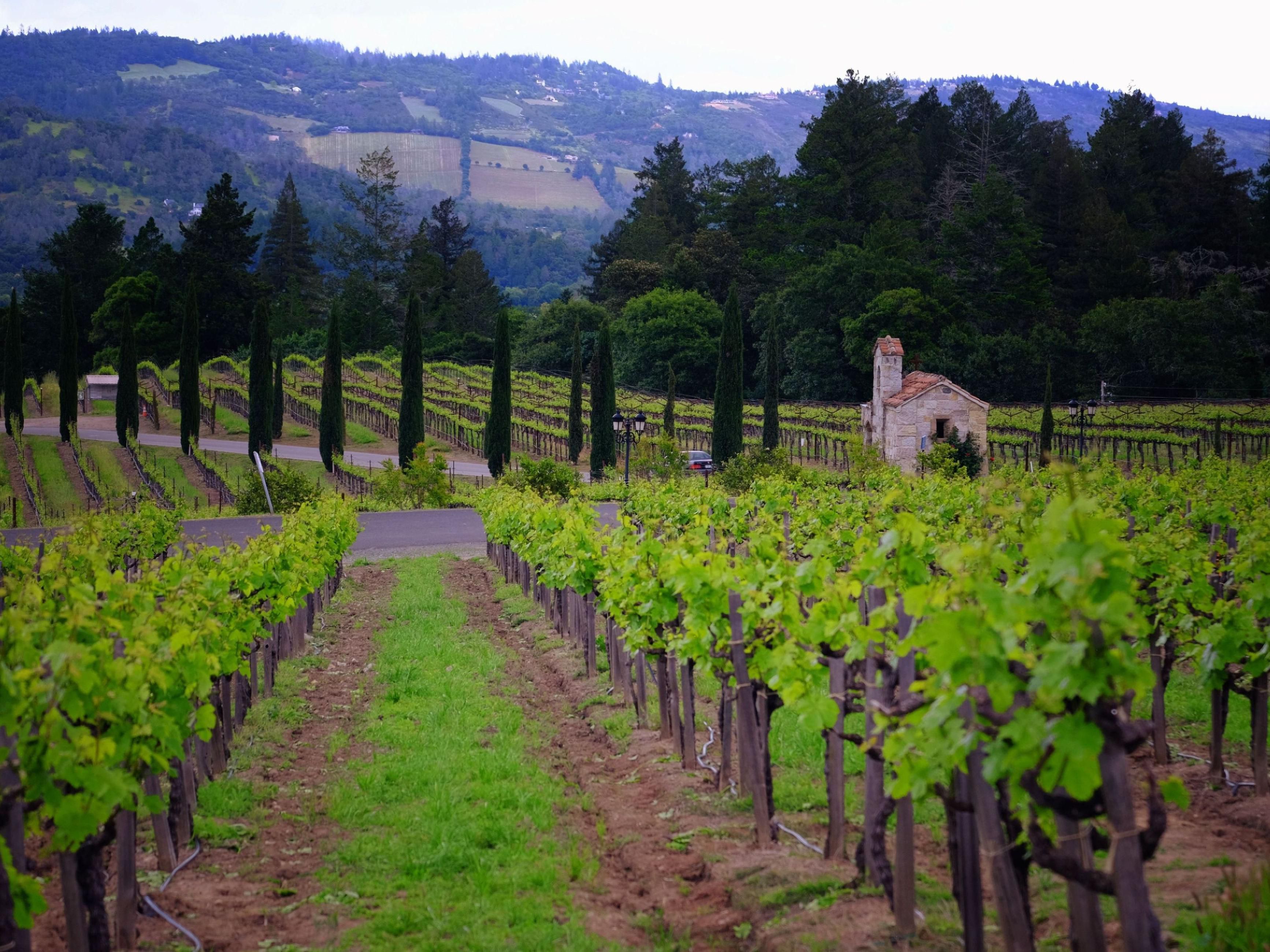 Take in the beautiful scenery of Napa's renowned wineries.