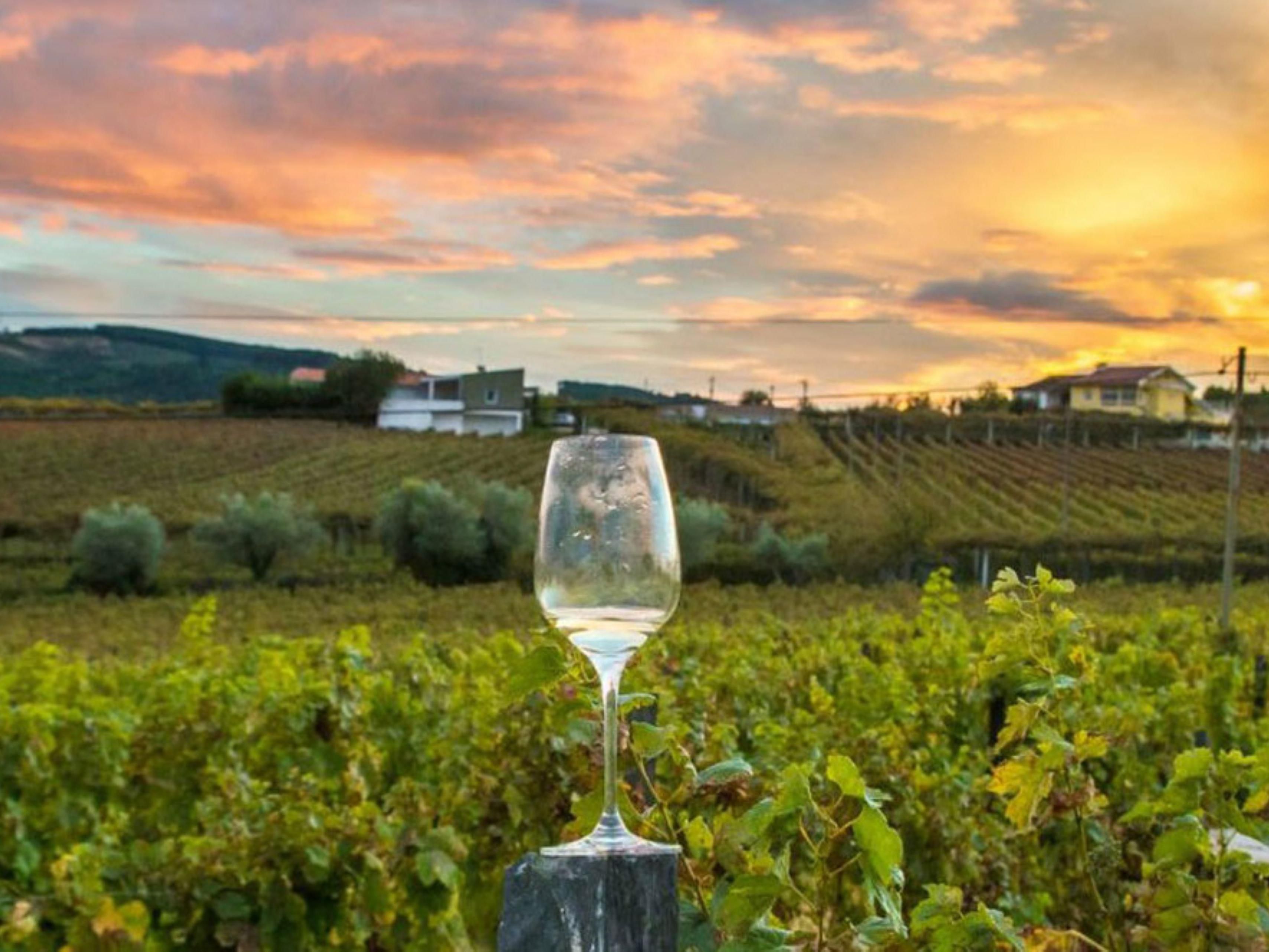 wine glass at winery