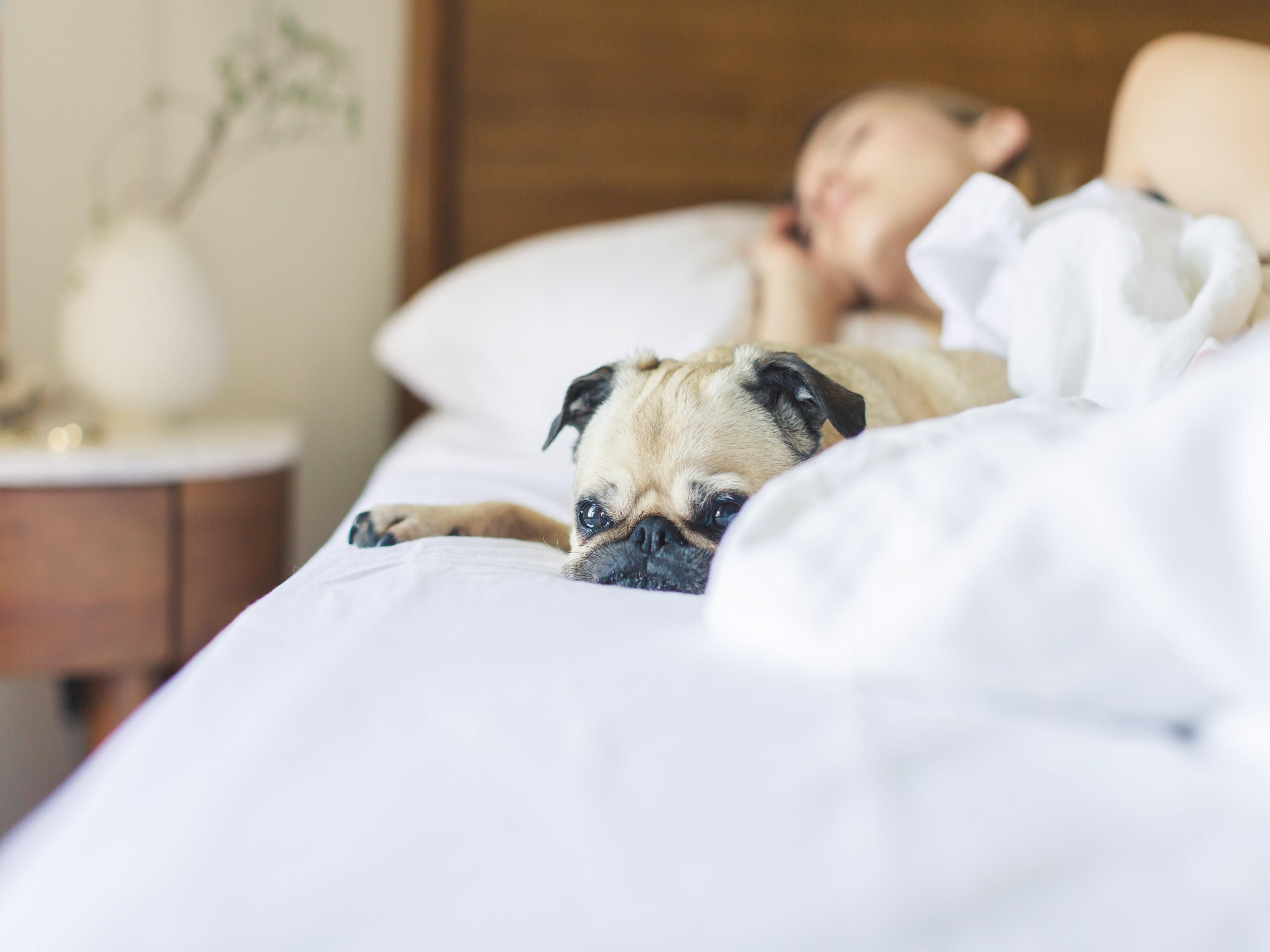 Il nostro hotel nella Napa Valley accoglie i tuoi amici pelosi con servizi che accolgono animali domestici, tra cui cucce, ciotole, coperte, giocattoli e dolcetti. Le nostre camere che accolgono cani, comodamente situate al piano terra, offrono un facile accesso a te e ai tuoi animali domestici. Offriamo un massimo di due animali domestici per camera e possiamo organizzare camere adiacenti in base alla disponibilità.