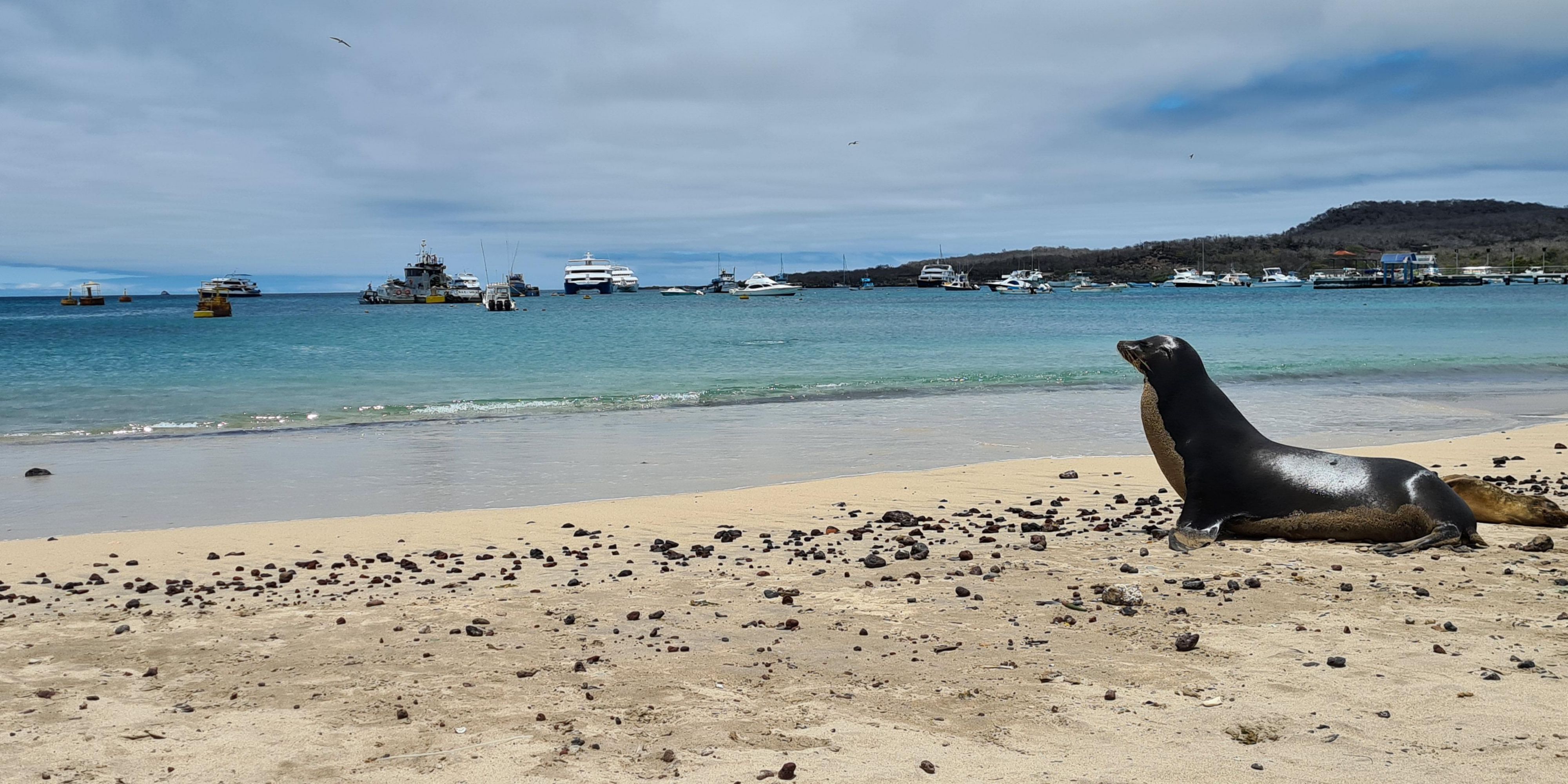 Tận hưởng bãi biển giống như những chú sư tử biển ở Galapagos.