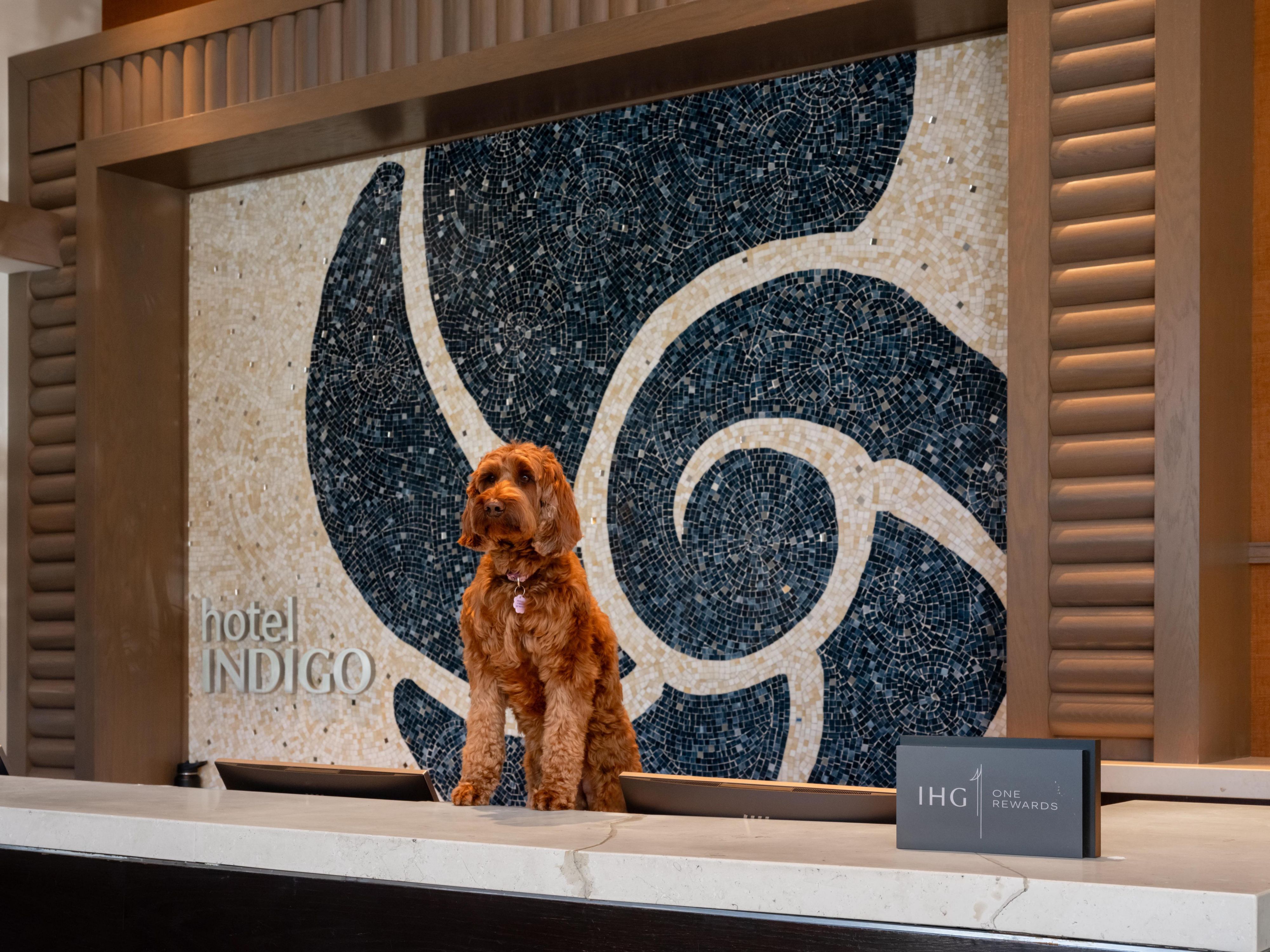 We welcome your furry friends at our hotel.