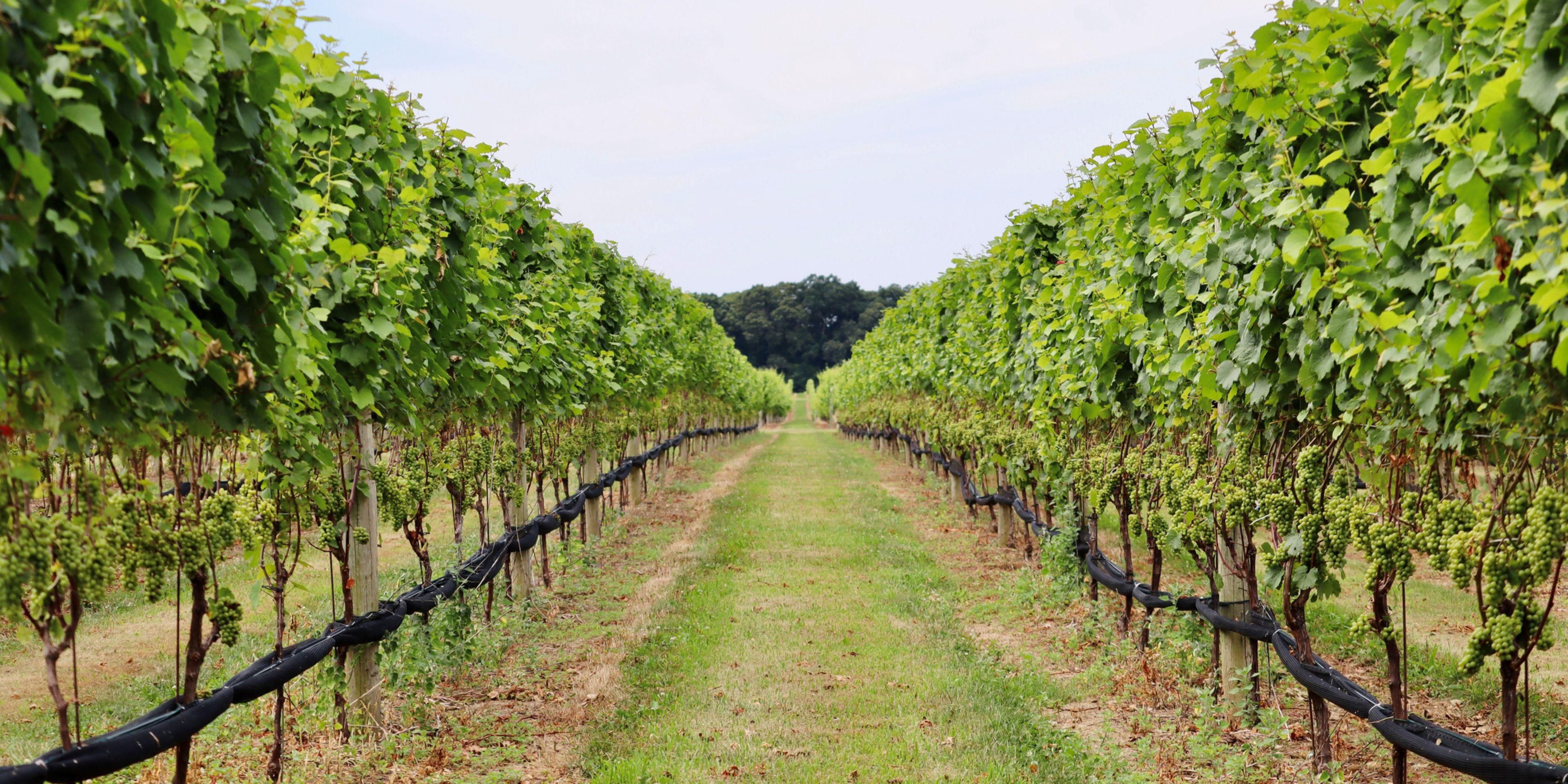 Experience unforgettable moments in nearby vineyards.