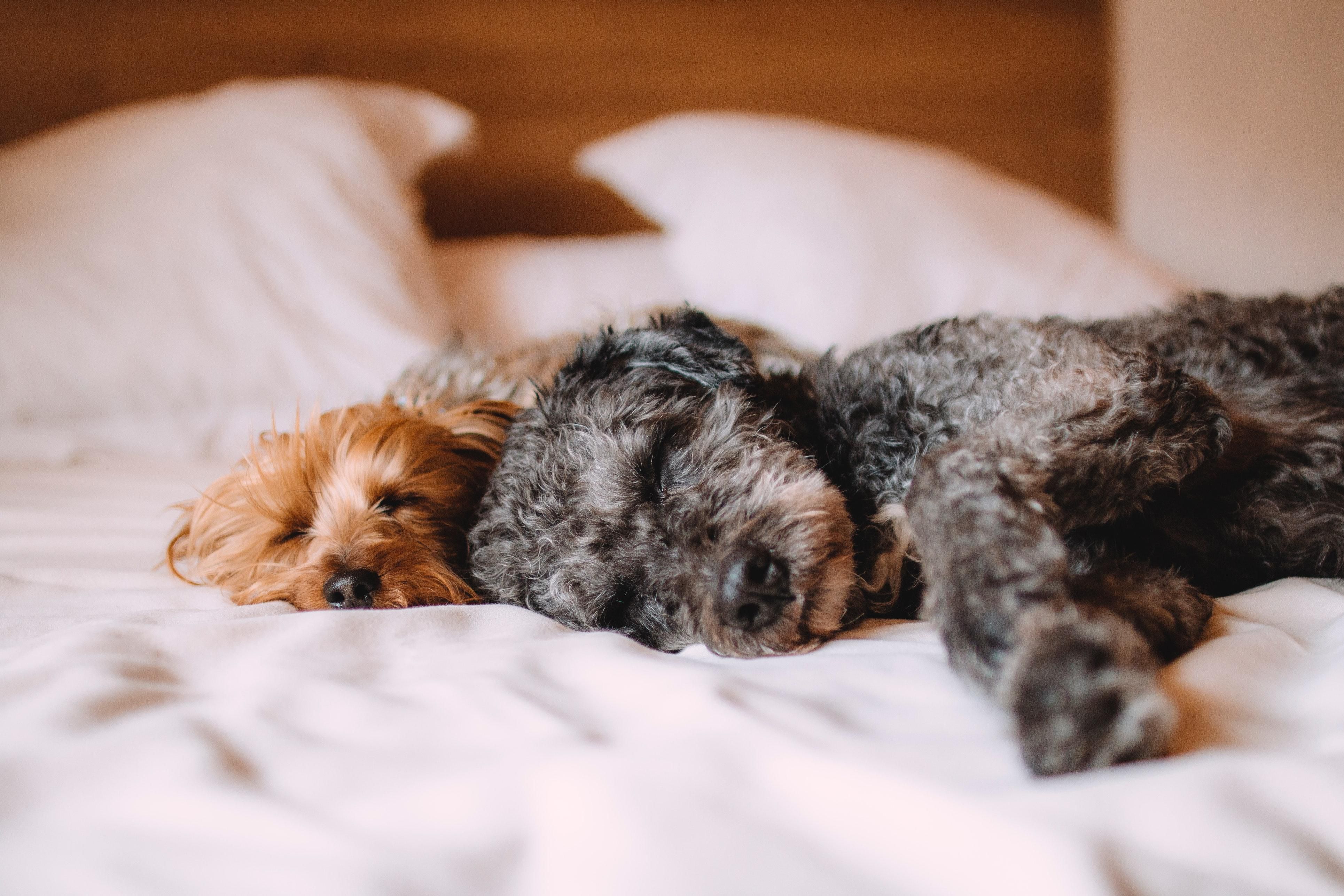 Don't leave your furry family members at home.  At Hotel Indigo Riverwalk, we love pets!  They will enjoy: bag of treats, water bowl and bottled water upon check-in.