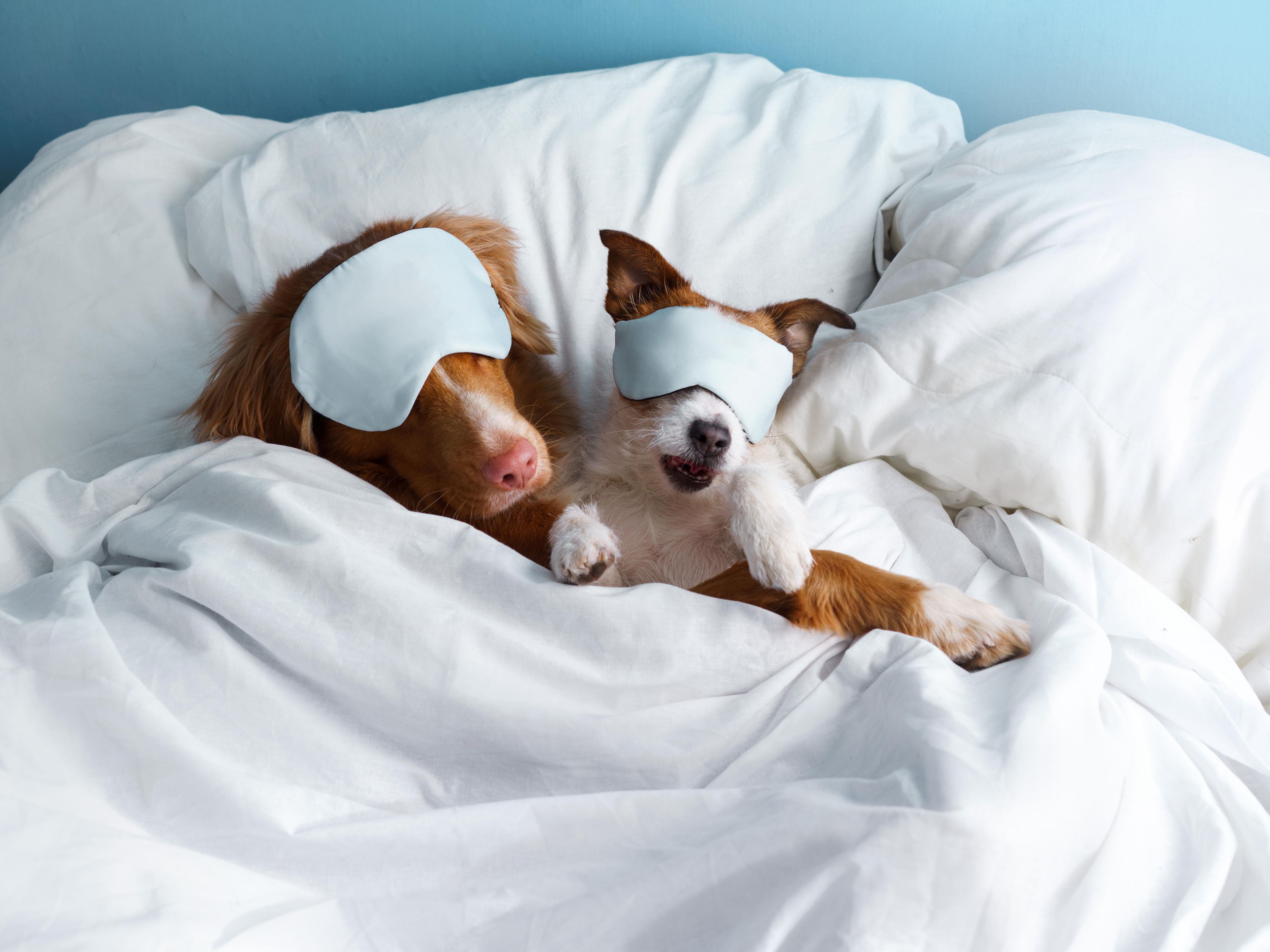 Two dogs with masks on laying on the bed