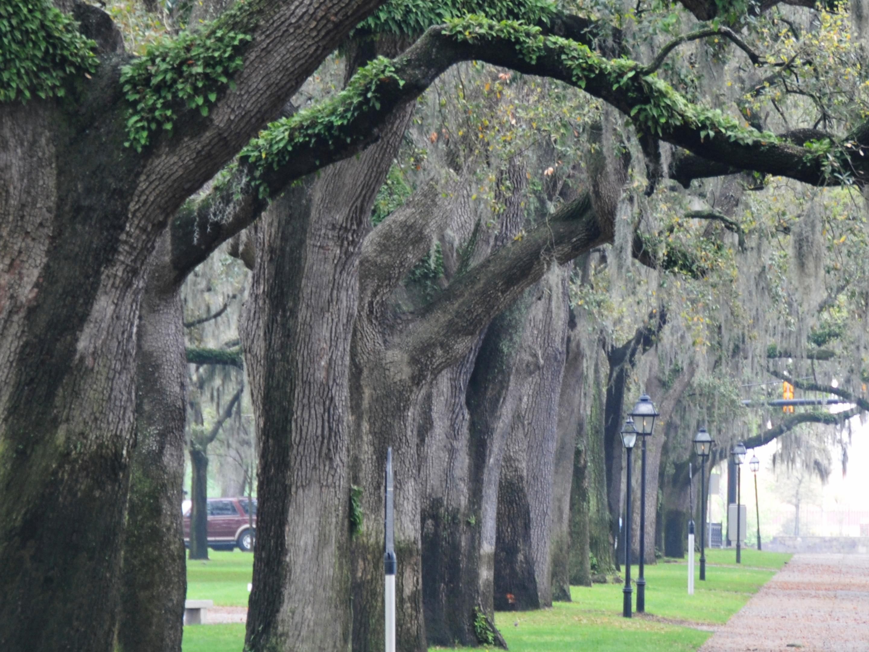 Oak Trees covering the Downtown Area