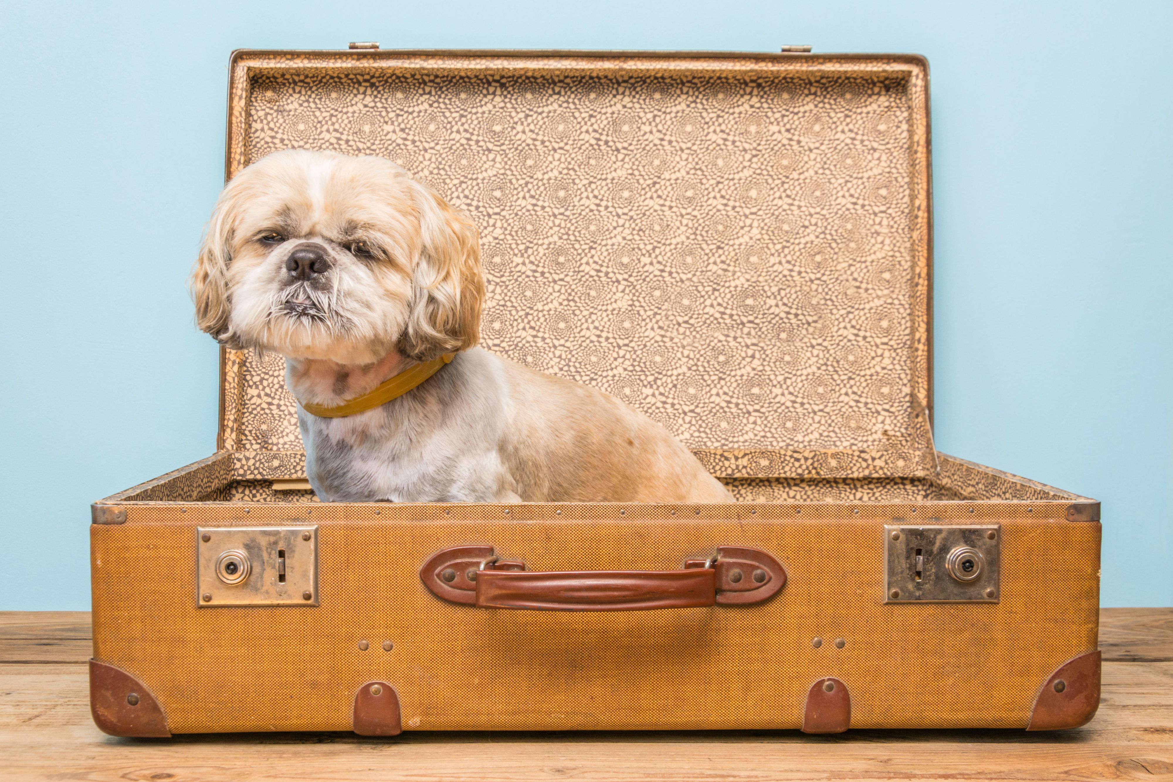 We are a pet-friendly hotel and we love to party, so why not celebrate National Love Your Pet Day Everyday! Bring in your furry friend and get a special treat from Hotel Indigo Silverthorne.