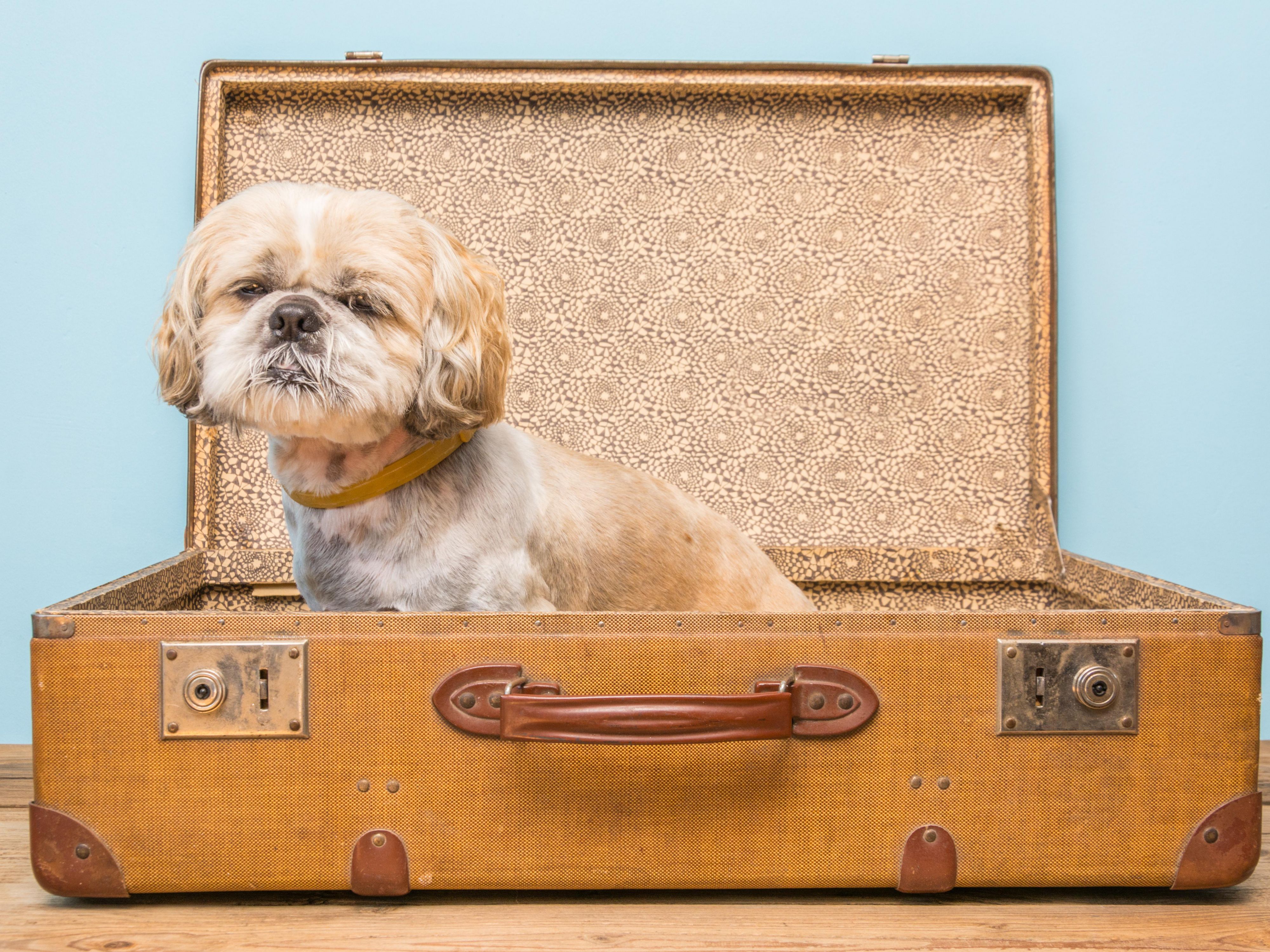 We are a pet-friendly hotel and we love to party, so why not celebrate National Love Your Pet Day Everyday! Bring in your furry friend and get a special treat from Hotel Indigo Silverthorne.