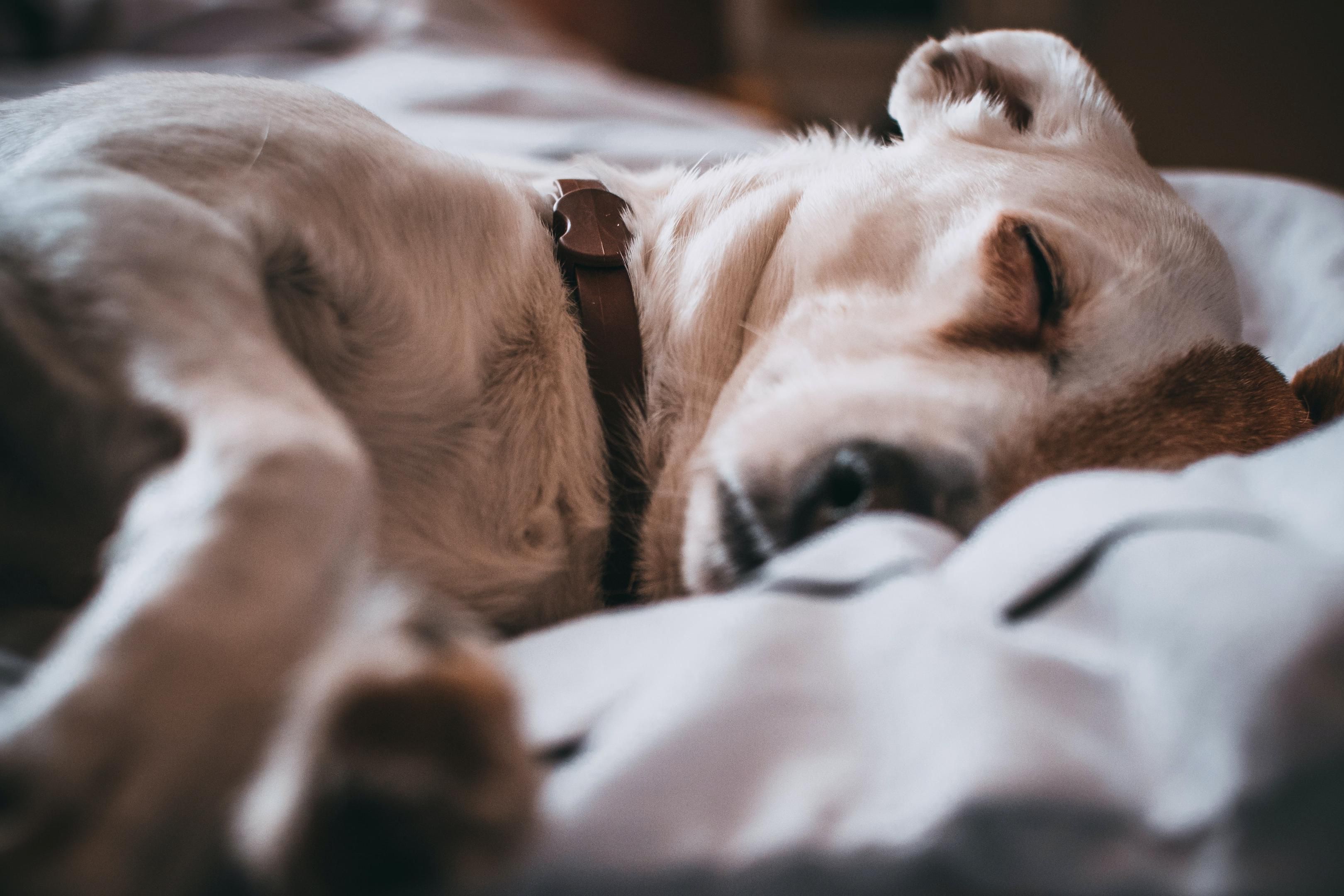 Whether leisure time or business, it's always better to travel with your furry family. Our pet-friendly hotel in Spring, Texas, offers spacious rooms and suites surrounded by lakeside trails, parks, and scenic green space for walks and fresh air. We invite you to feel at home at our vibrant lifestyle hotel.
