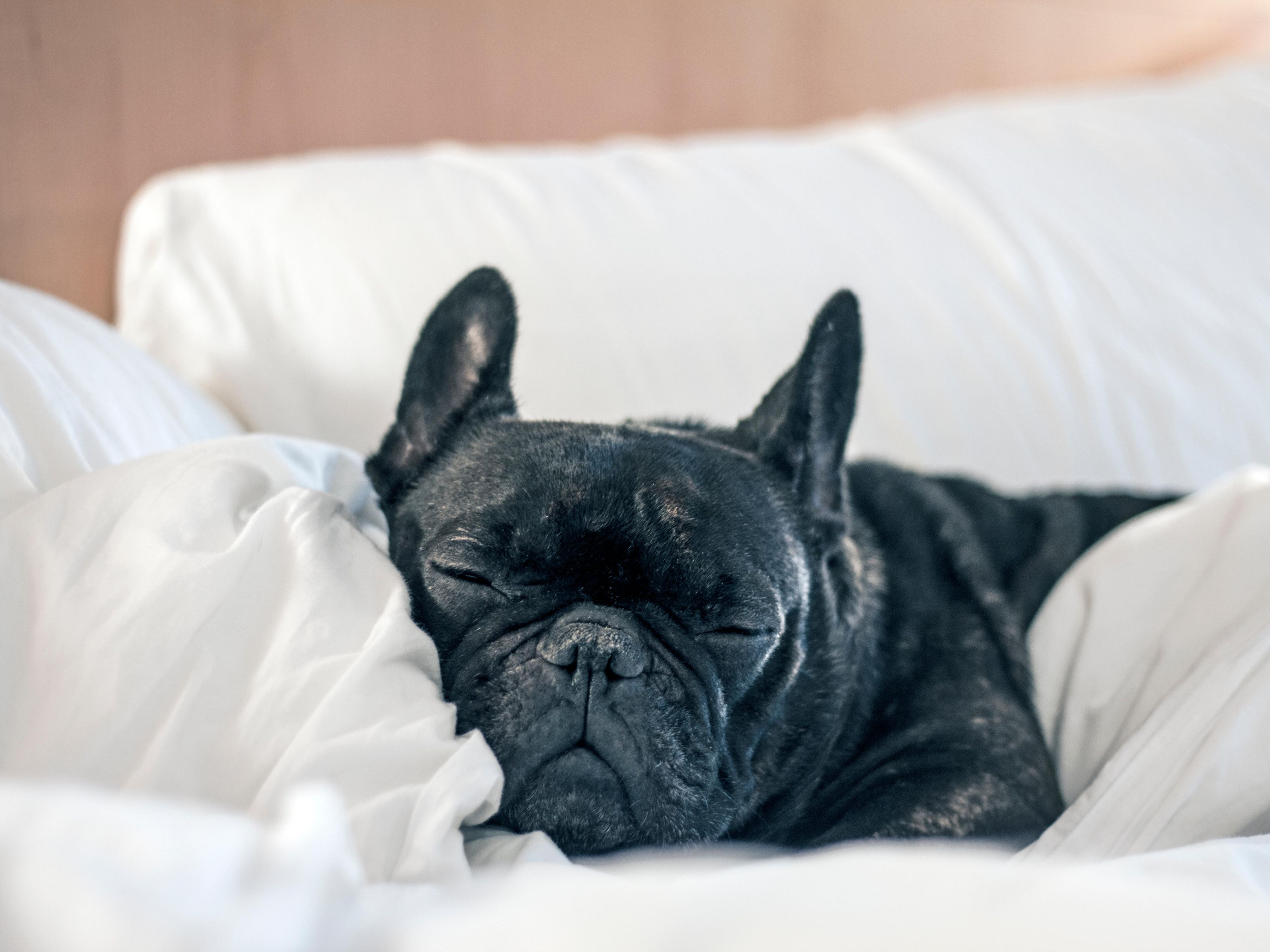 We’re delighted to welcome your furry friends. A £25 fee applies per pet, per night (limited to select rooms). Pets can join you in our designated restaurant areas, and we’ll make them feel right at home with comfy beds, bowls, and a special treat on arrival.