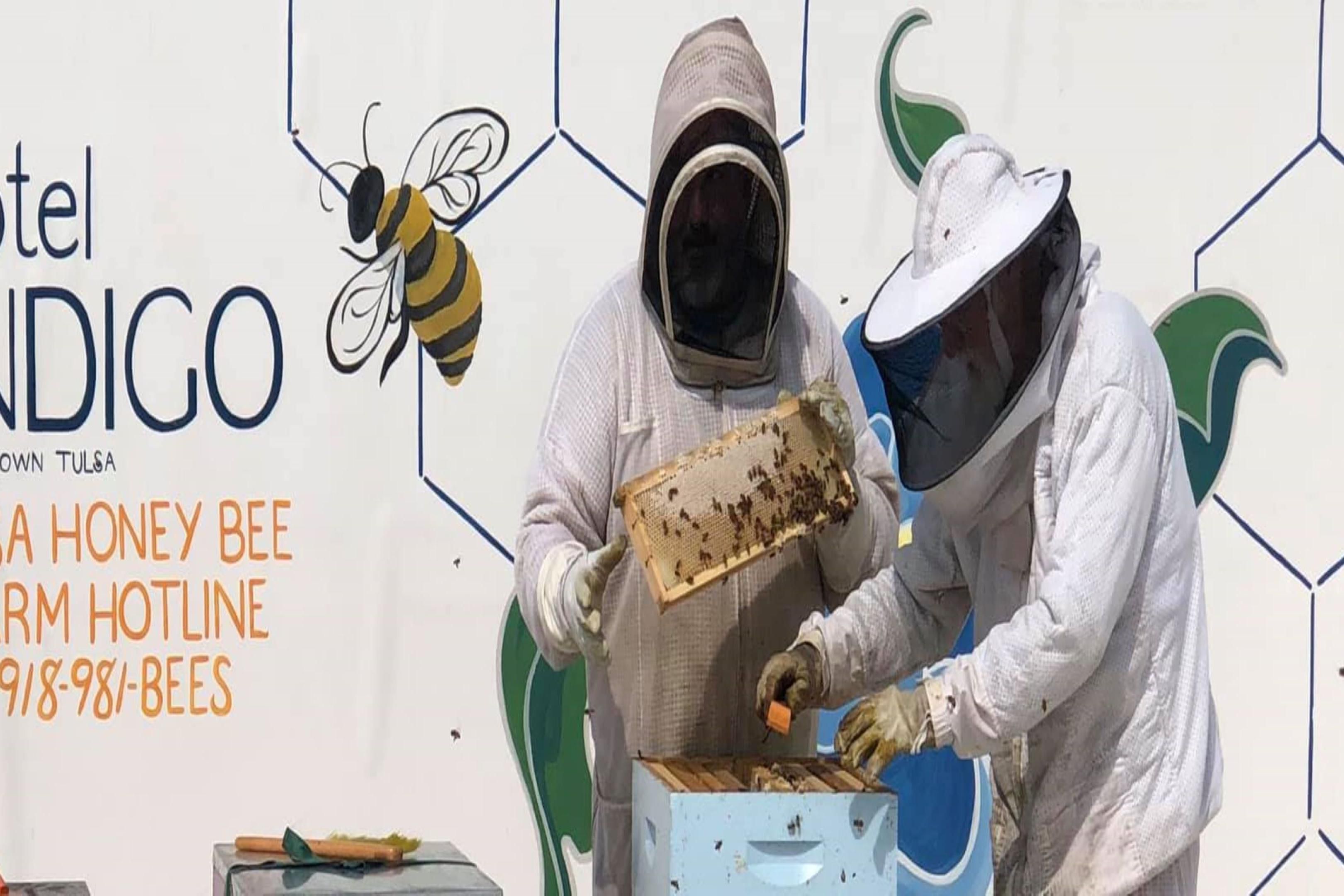"Indigo Gold" is a local honey derived from our very own rescue bees hived atop the Hotel Indigo Tulsa Downtown/Entertainment Area.  

Taste the vibrant floral flavors of local flowers such as peony, shasta daisy, daylily, iris, zinnia, hollyhock and more!

We partner with Shadow Mountain Honey to support the local plant life by saving the bees! 