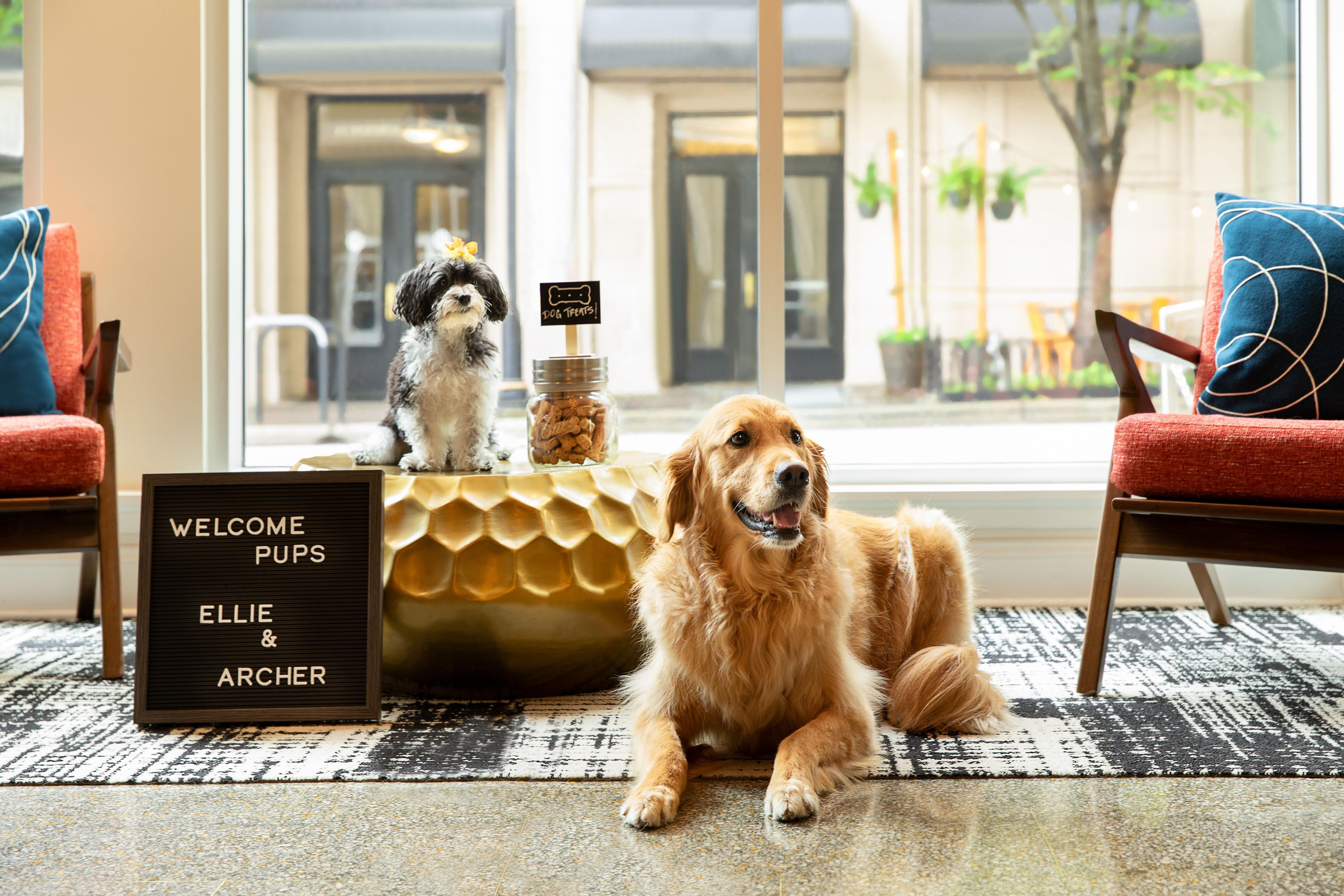 Just like Ellie and Archer, pampered pets on the go are always welcome at our pet-friendly hotel! 