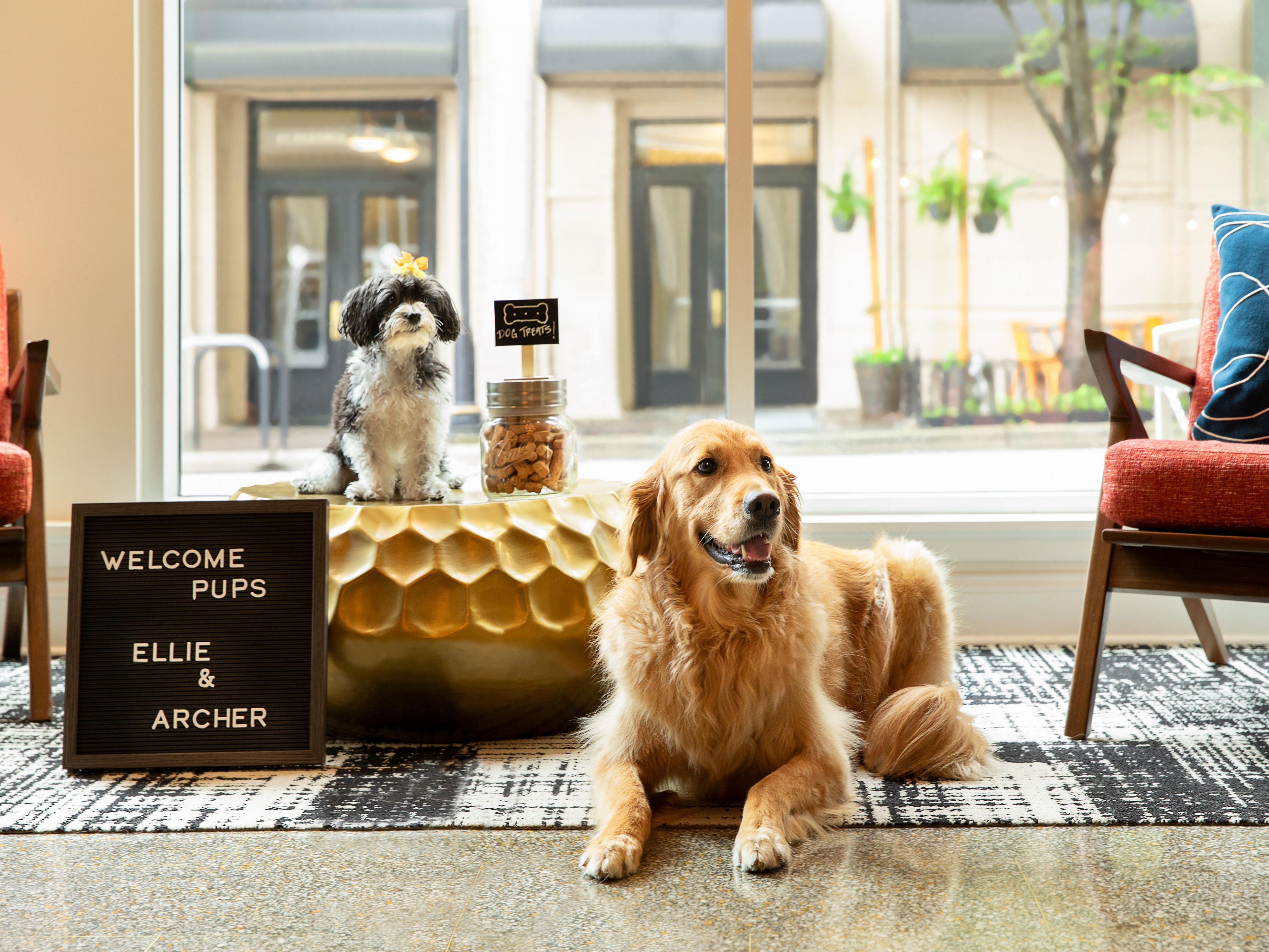 Just like Ellie and Archer, pampered pets on the go are always welcome at our pet-friendly hotel! 