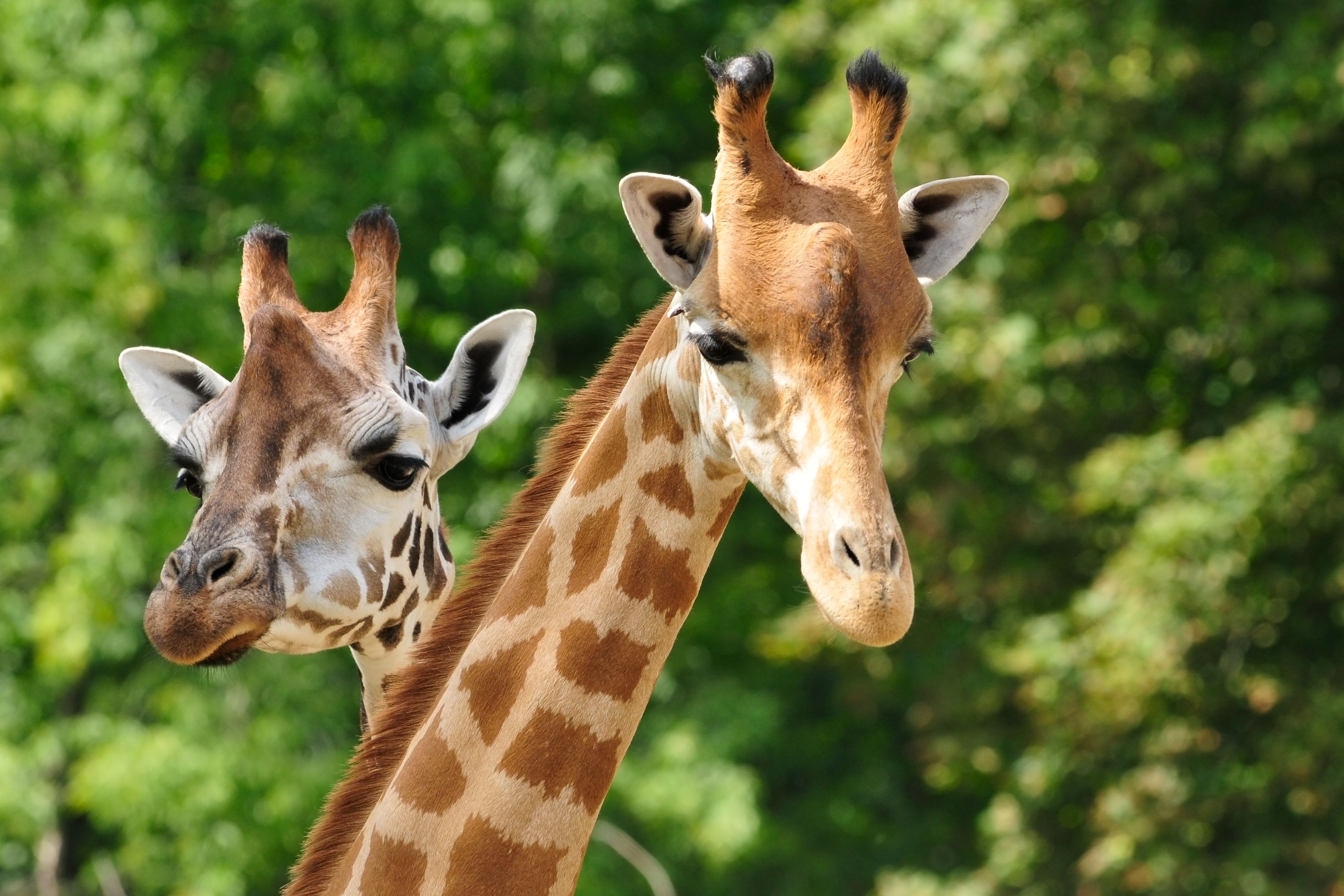 Giraffes at the zoo