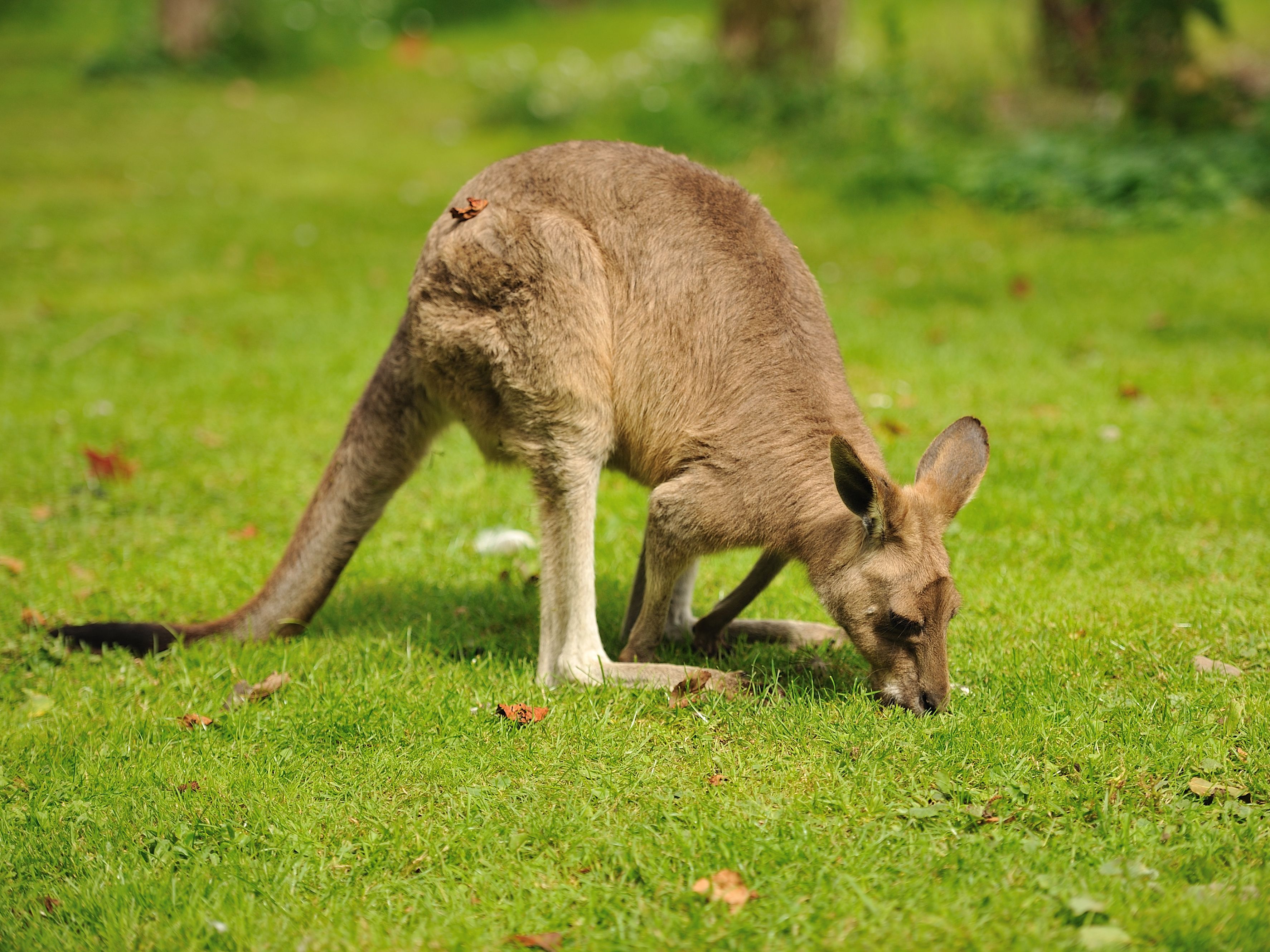 kangaroo
