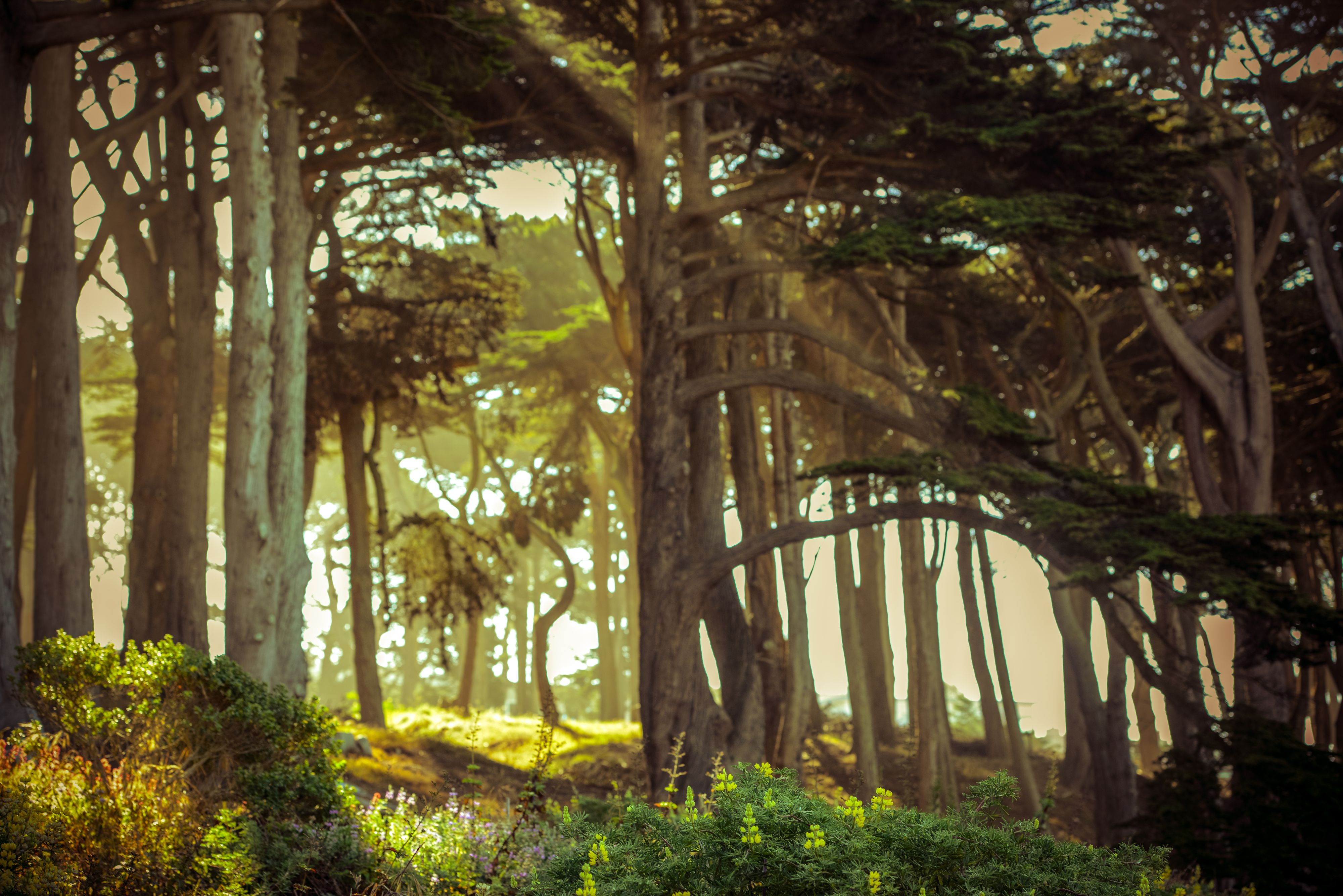 Lands End in San Francisco