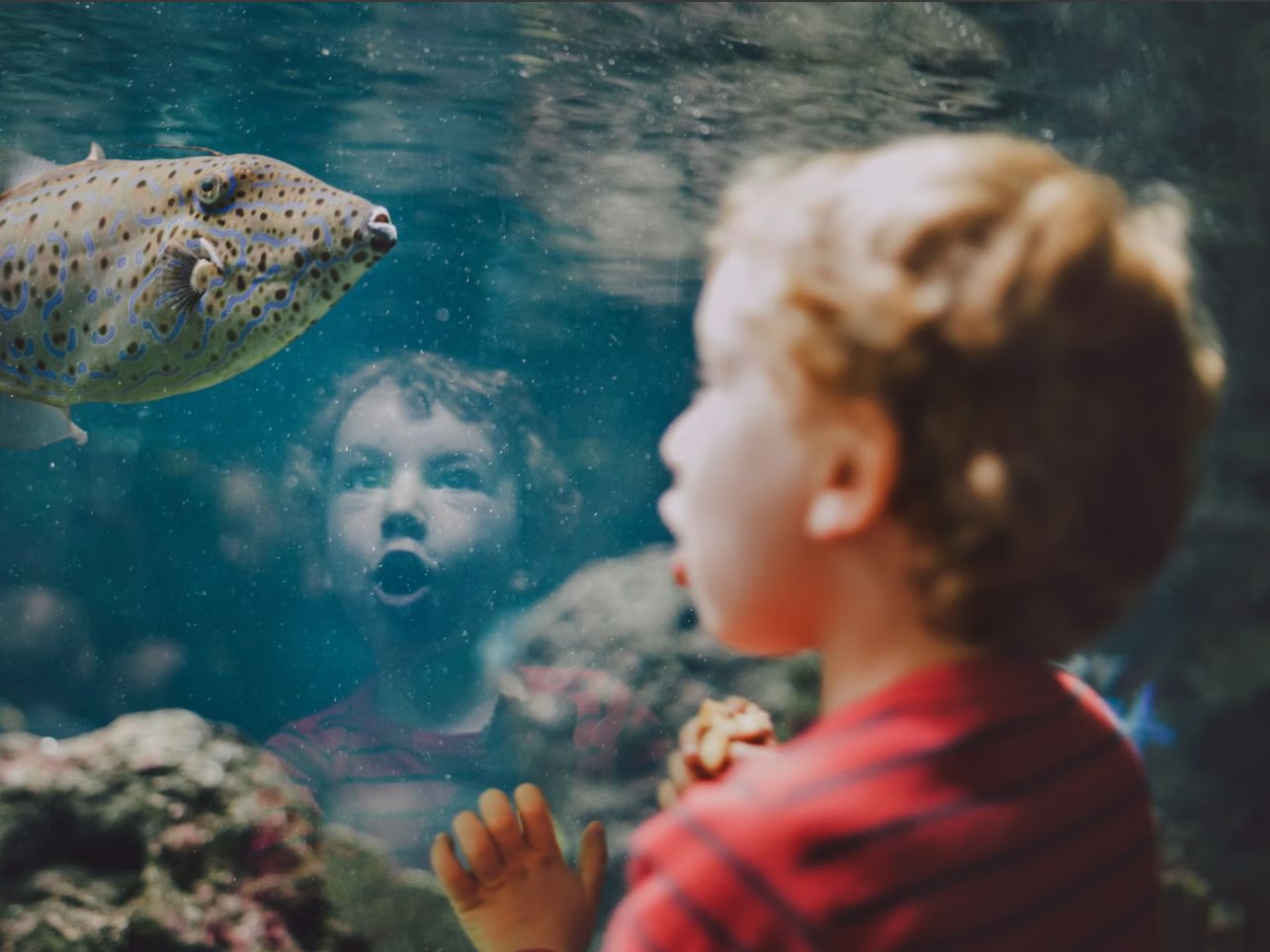 A boy looking at fish at the aquarium