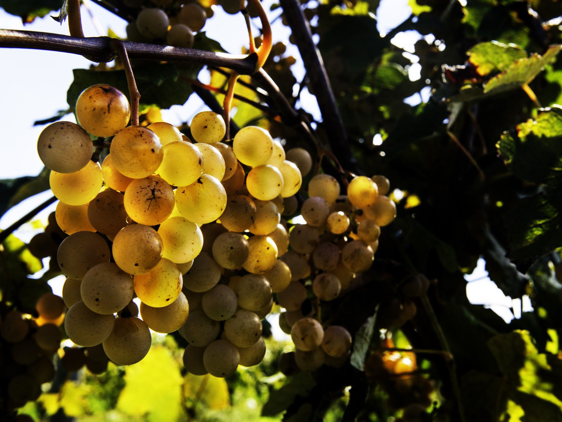 Grapes in a vineyard